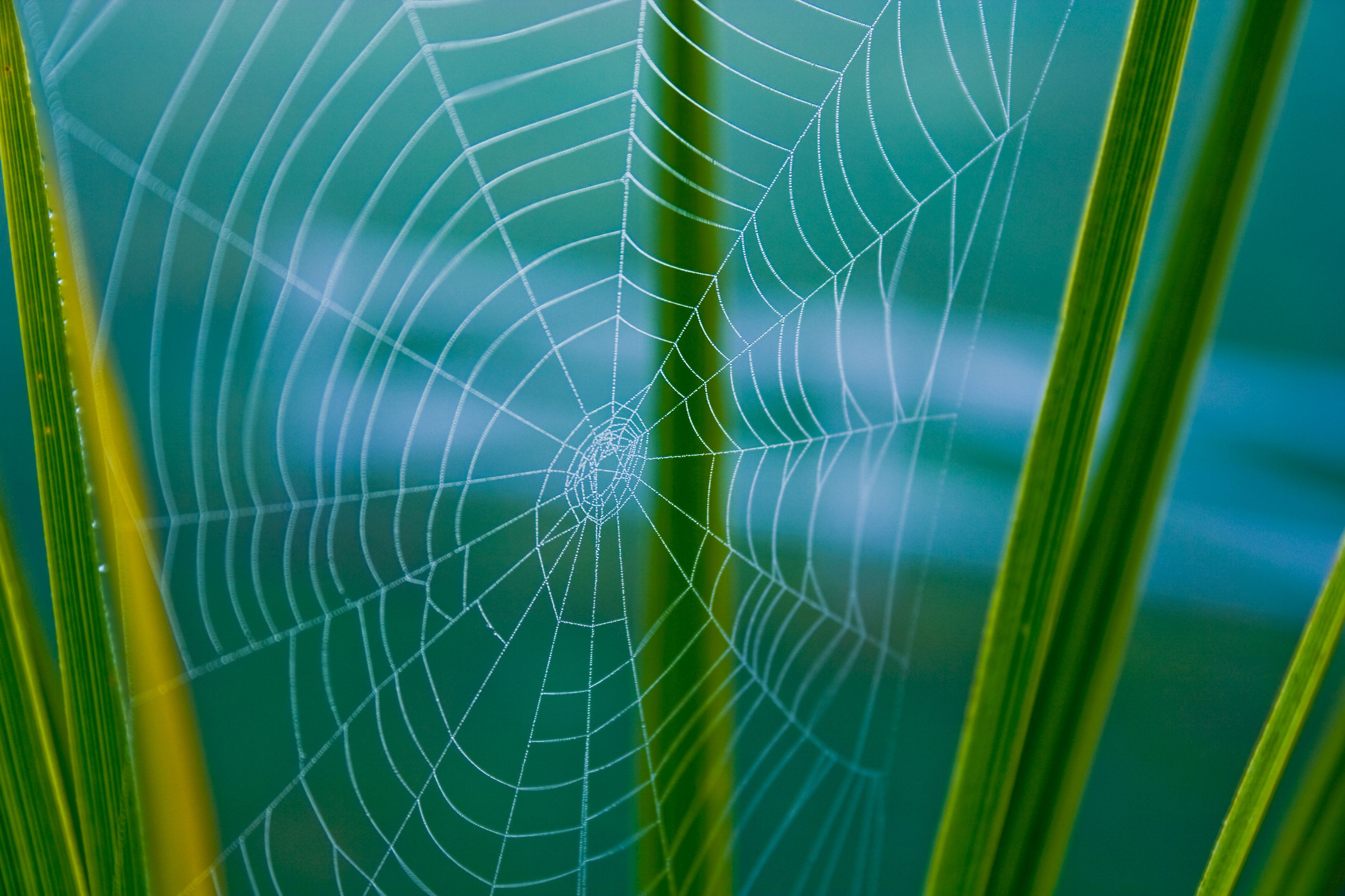 Wallpaper #mWf1-JIBSpphPi3-LItN164 Art Sites Amazing Spider Love Design Plant Leaves Spider Webs