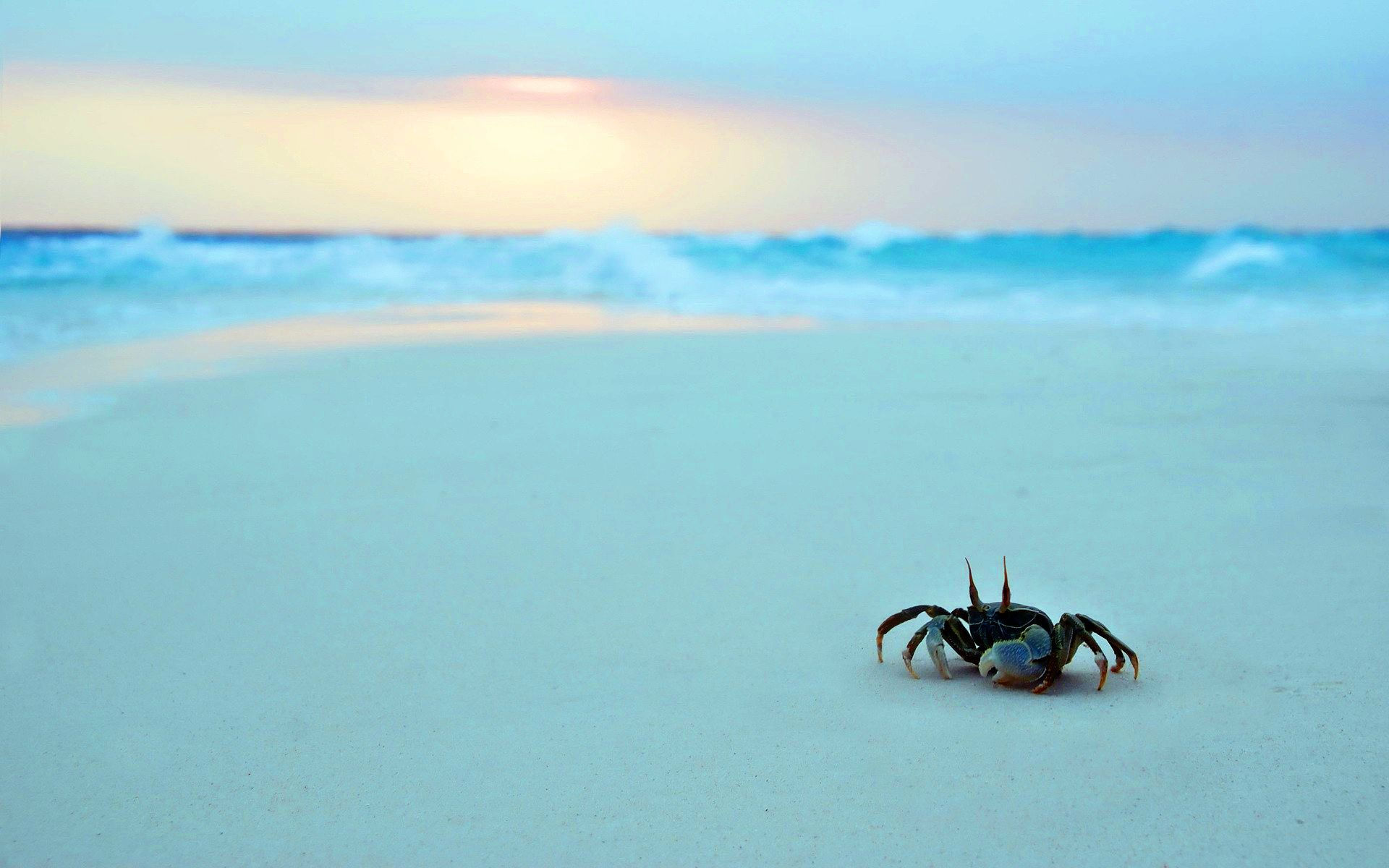 Wallpaper #9mdFCpMBSpphPi3-NNO0276 Sea Crab Cangrejo Verano