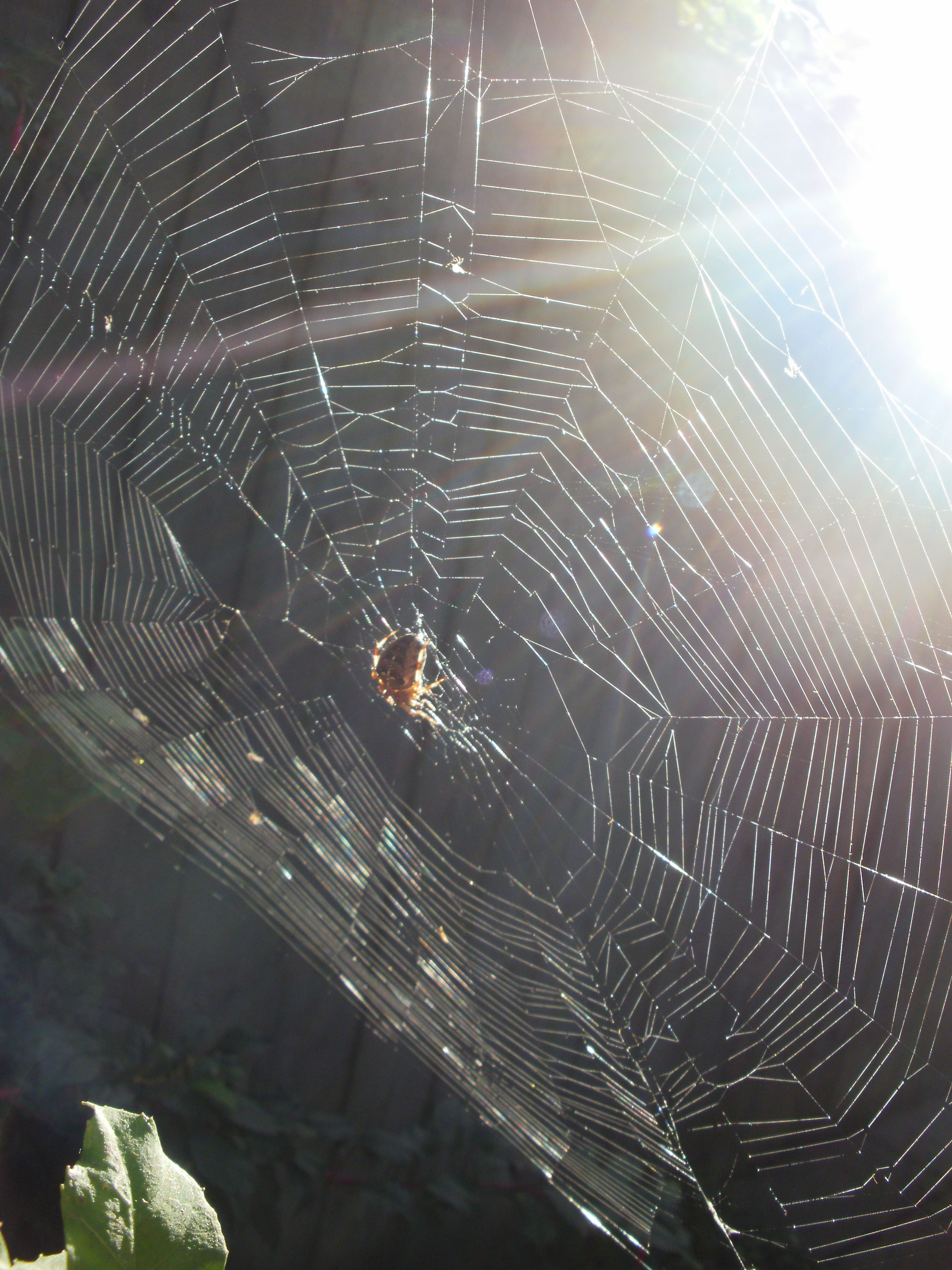 Wallpaper #mWf1-JIBSpphPi3-LItN253 Spiders Web Spider Art Spider Web Spider