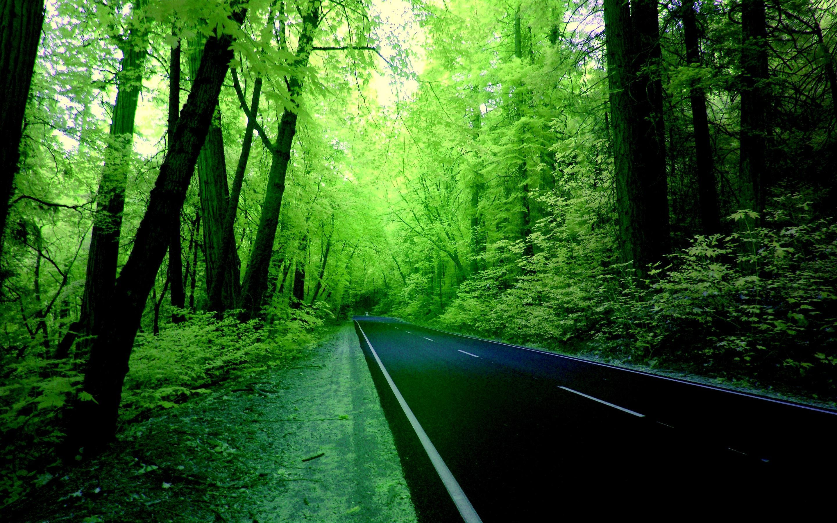 Wallpaper #4kDcLpMBJhL2WPbaNbo2133 Green Forest Wallpaper