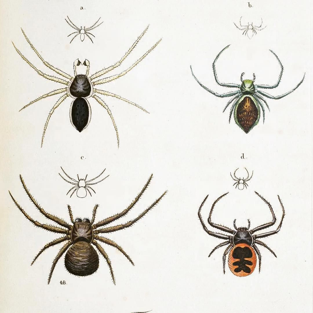 Wallpaper #32cVEZMBSpphPi3-sfVC354 Four Different Types of Spiders and Their Web Like Legs from the