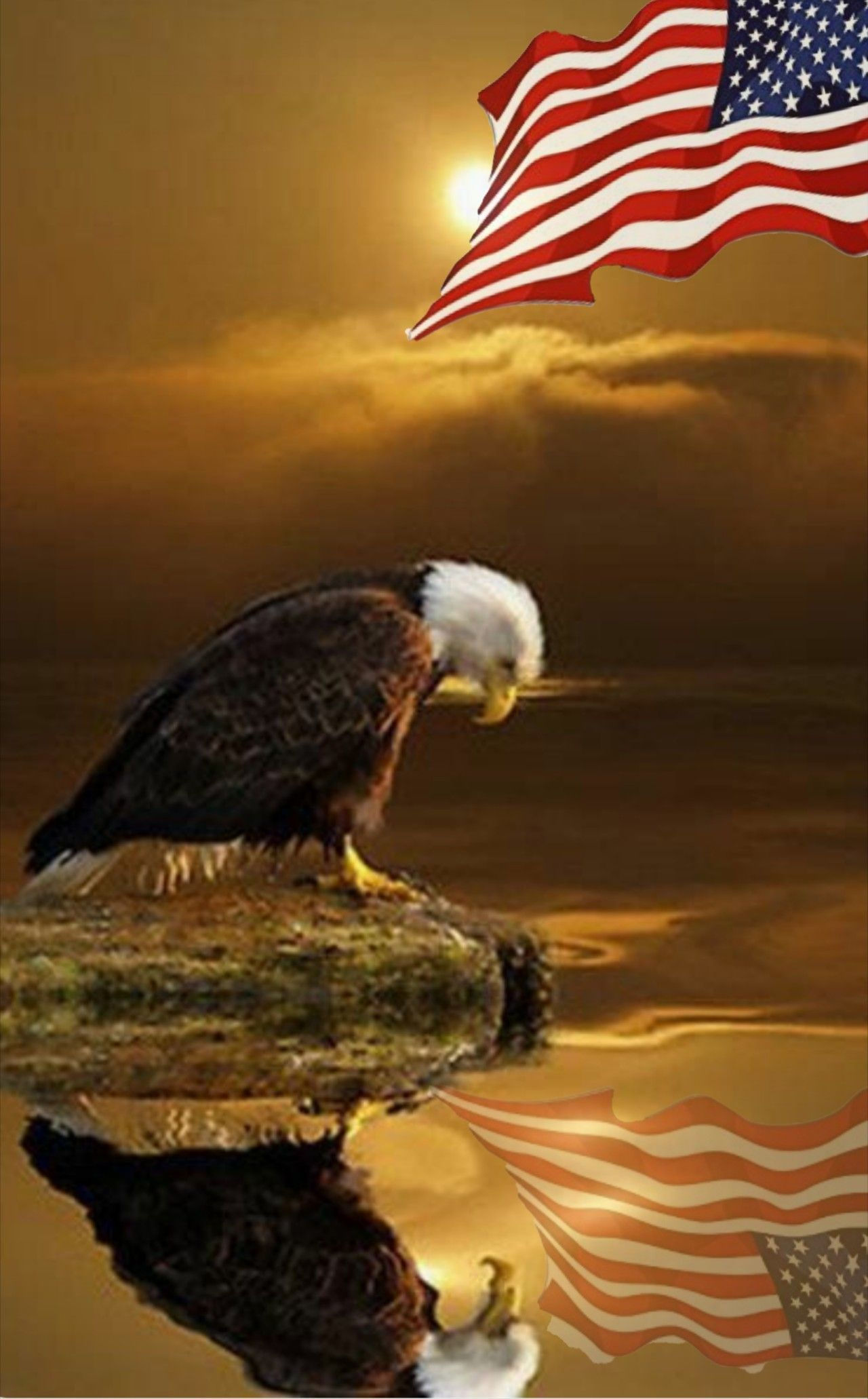 Wallpaper #6ef95 11209 Gier Eagle Images Stock Photos Vectors Shutterstock