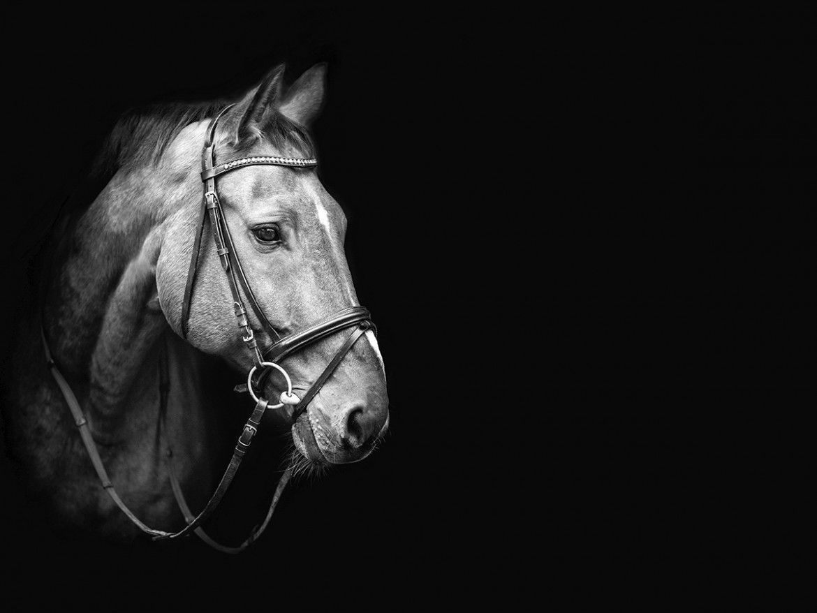 Wallpaper #bWfaEpMBSpphPi3-4_0h347 Jaw Dropping Black White Horse Photos Cowboy Magic Cowboy Magic