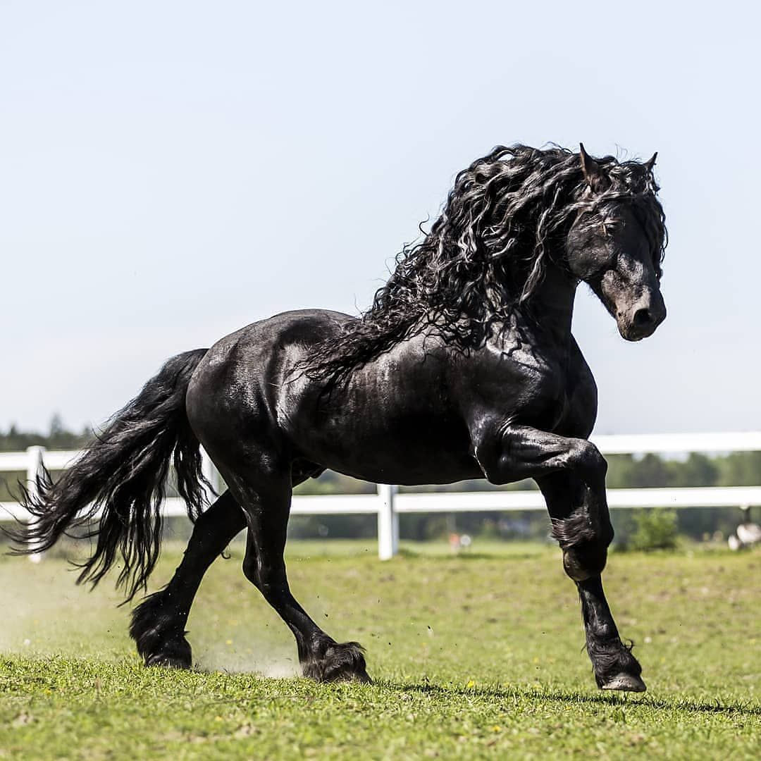 Wallpaper #CR2YLJMBlOZrFDOk0ssm28 Animal on Planet on Instagram Black Beauty Most Beautiful Horse