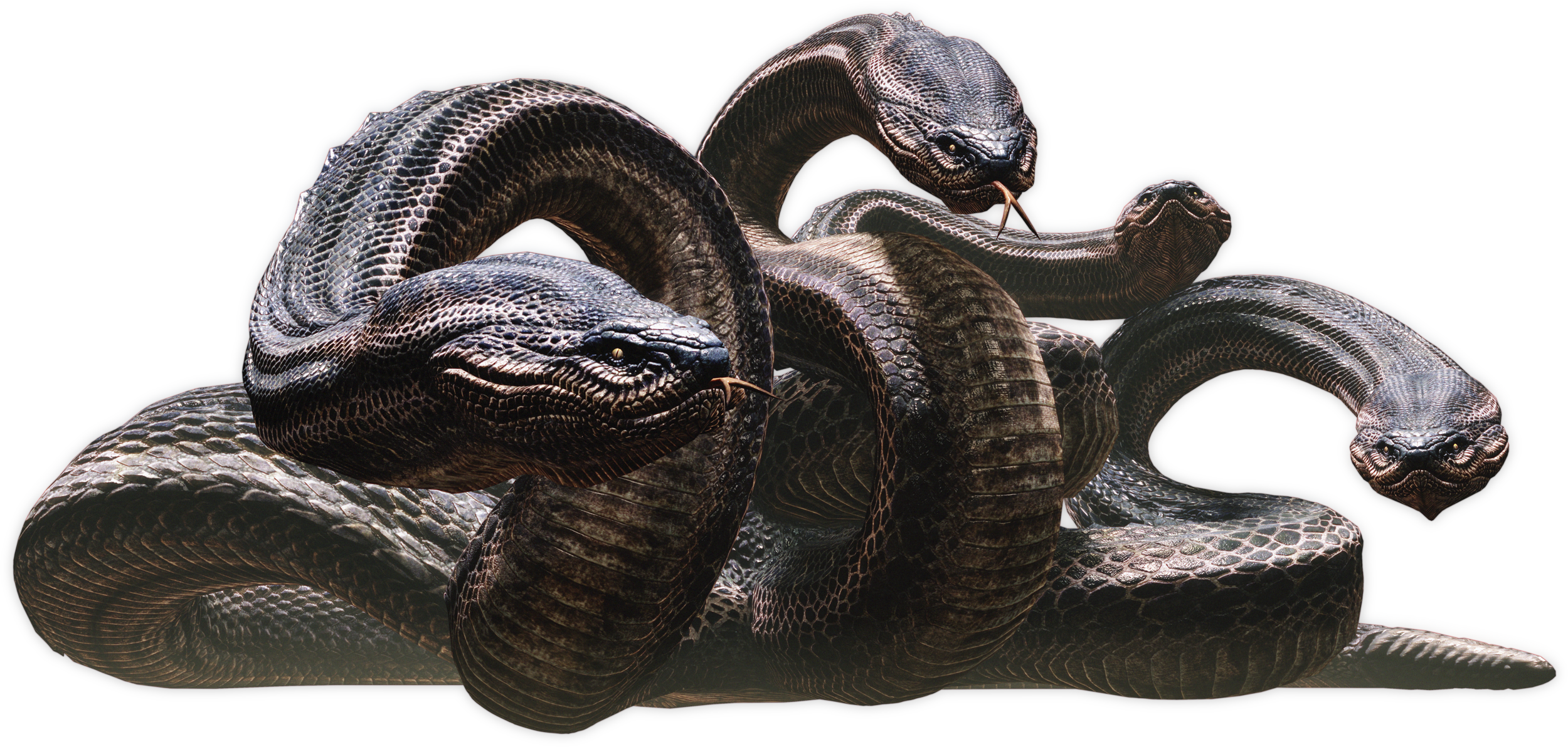 Wallpaper #e2cOBpMBSpphPi3-b78W187 Hydra Dragons Dogma vs Hydra Dark Souls Dragons Dogma Dragon