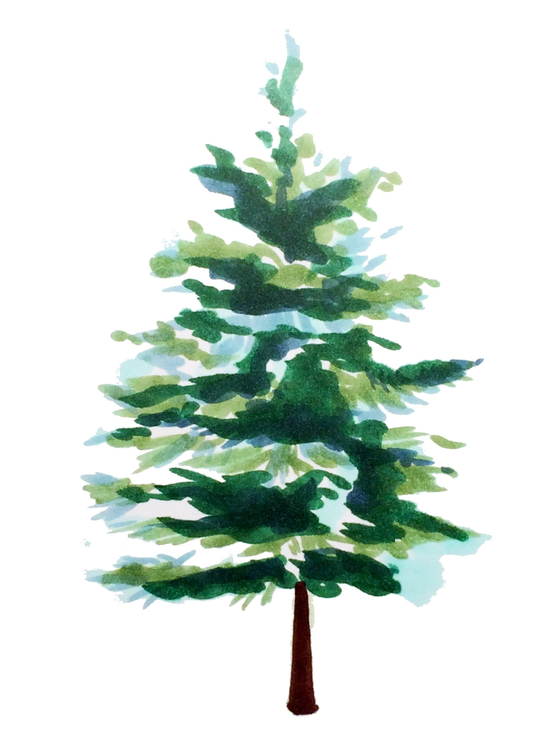 Wallpaper #BGdQC5MBSpphPi3-qtkV124 Spruce Trees with Copic Markers Watercolor Trees Tree Drawing Pine