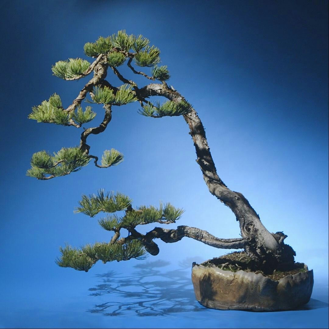 Wallpaper #jWdLE5MBSpphPi3-Rv-o224 25 Bonsai Tree Art Top