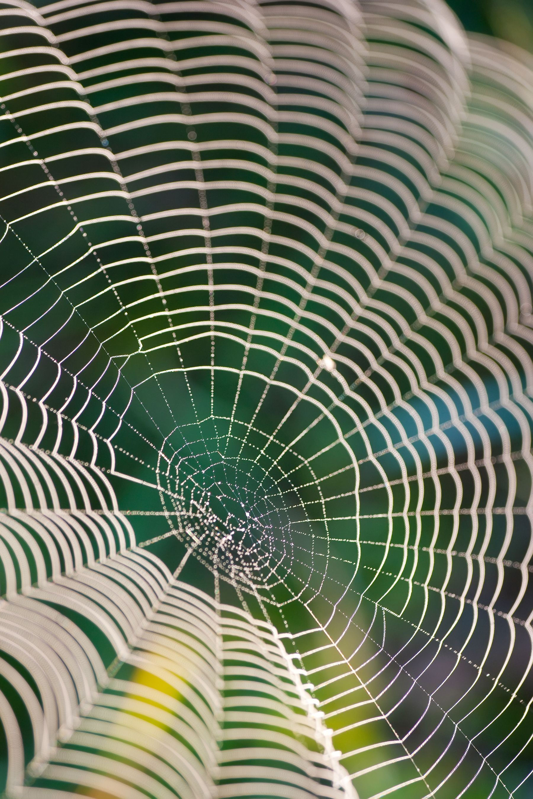 Wallpaper #F2jUHpMBSpphPi3-Fion21 Shocking Discovery About Spider Webs Spider Web Spider Spider Art
