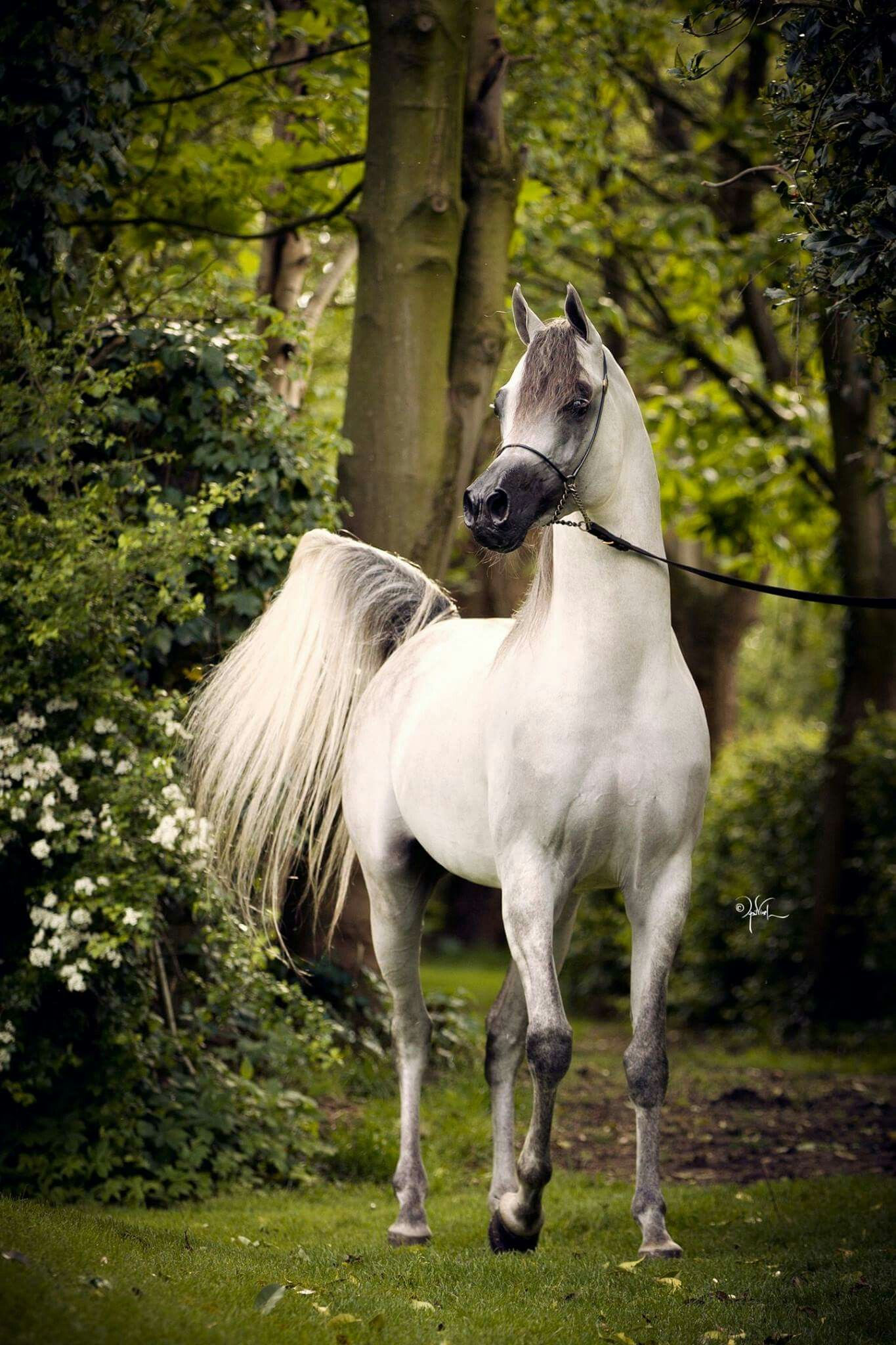 Wallpaper #-x2ULJMBlOZrFDOkz8qk333 Pin Ot Polzovatelia Ahmd Hsan Na Doske Arabian Horses Khyol Aarby