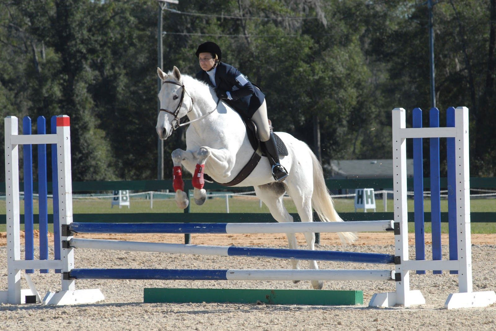 Wallpaper #Gx2aLJMBlOZrFDOk68sw174 HD Animals Wallpapers Horse Jumping Pictures Jumping Pictures Horse
