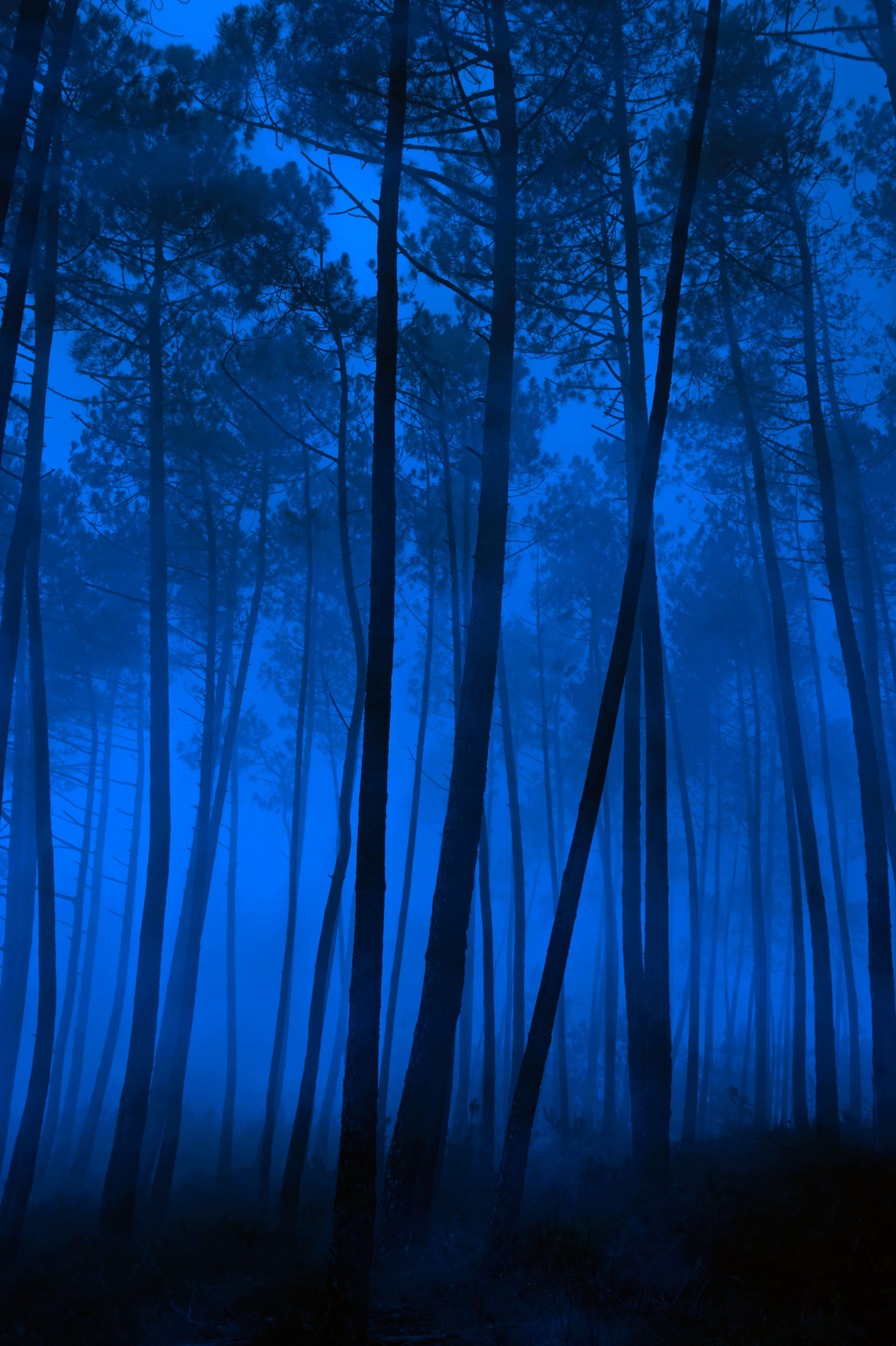 Wallpaper #r2fTEJMBSpphPi3-HPTq184 Love This Dark Forest Settings Reminds Me Completely of Secrets