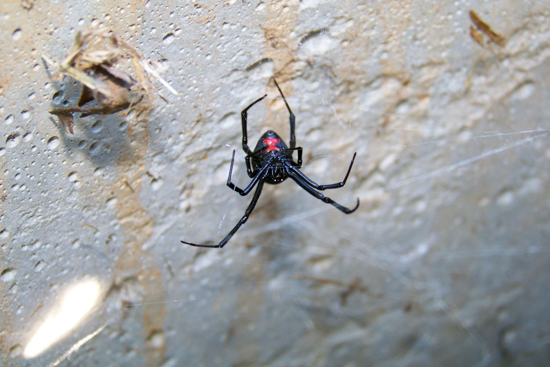 Wallpaper #5vQUOpMBKFX8bn3rPHdj269 Black Widow Spider in North Carolina Black Widow Spider Widow