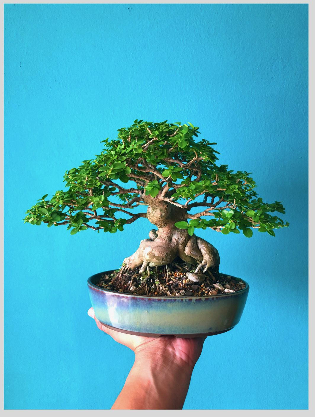 Wallpaper #jWdLE5MBSpphPi3-Rv-o420 Premna by Bonsai Borincano Mame Bonsai Bonsai Styles Ficus Garden