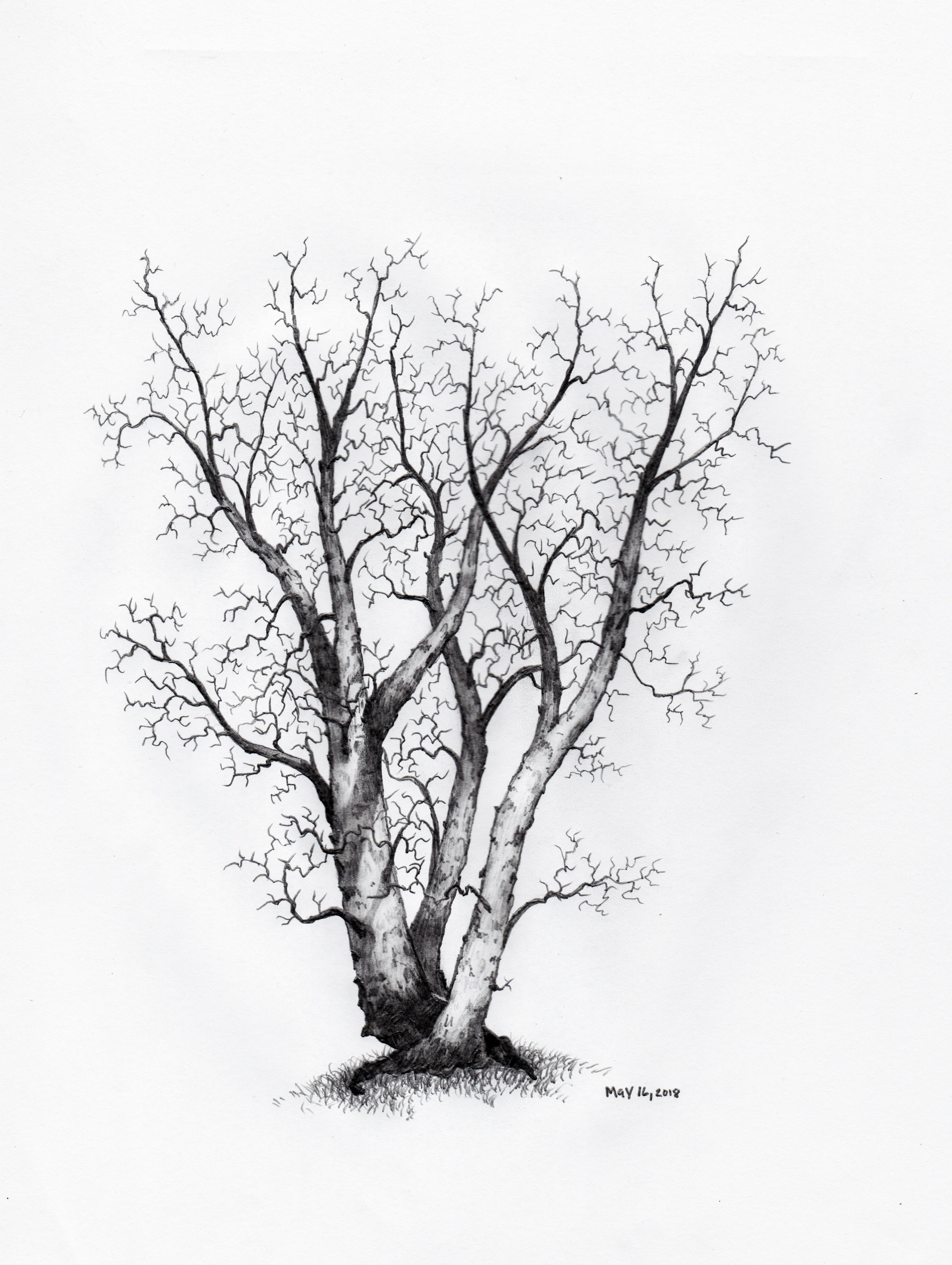 Wallpaper #BWgvFZMBSpphPi3-Zwec168 Daily Tree Sketch May 162018 Trees Treesketch Drawing Drawings