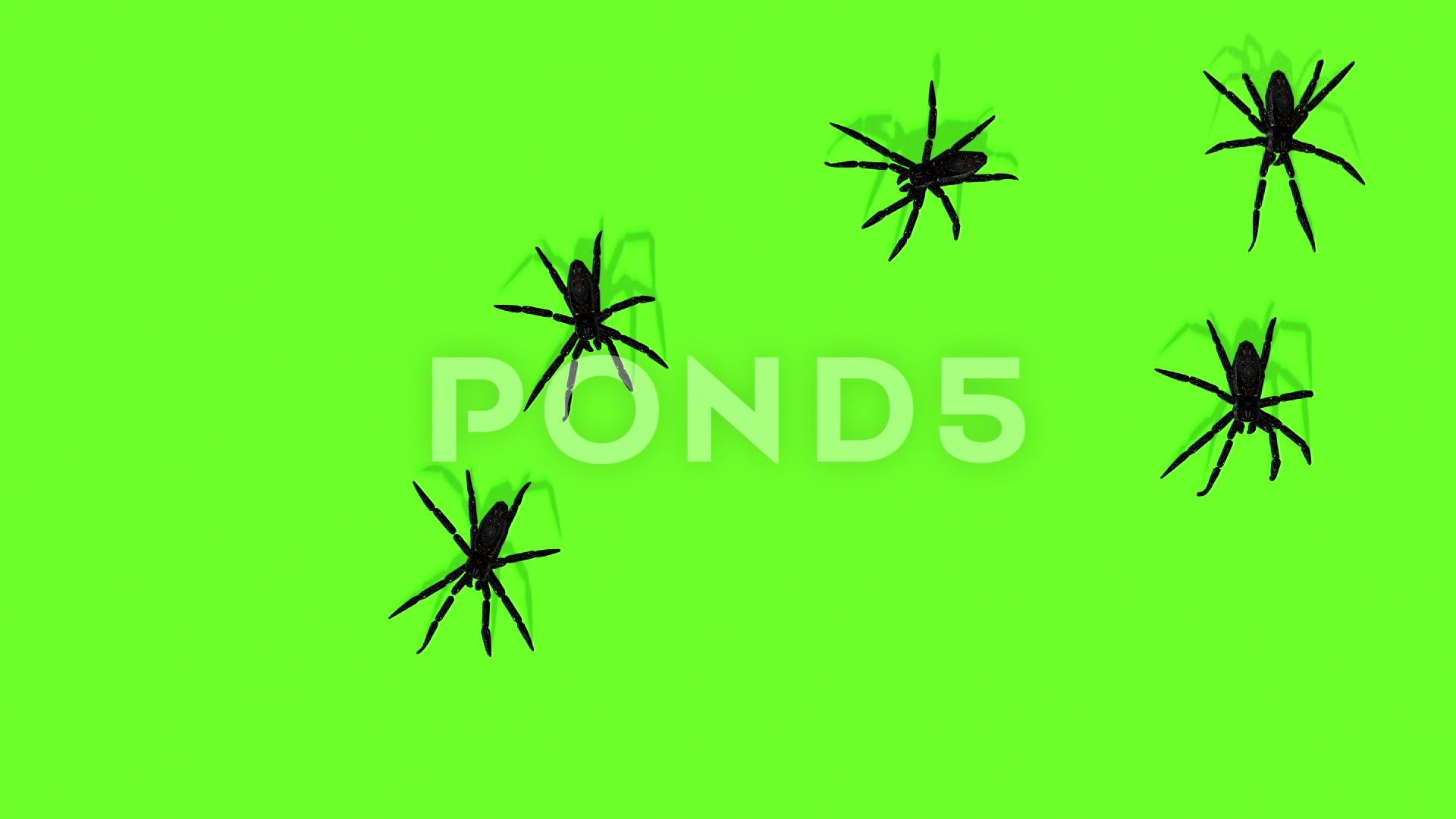Wallpaper #HxkOE48BtGB6xQ78w2Wm40 Four Black Widows on Green Screen with the Word Pond5