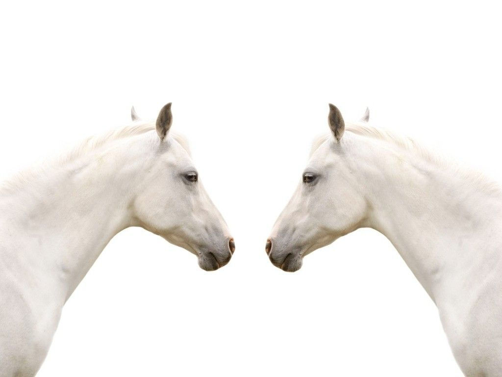 Wallpaper #8h2ULJMBlOZrFDOkIMqE143 Beautiful White Portrait of a Beautiful White Horse Cute Wallpaper