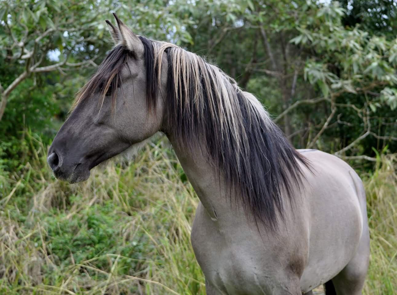 Wallpaper #-XMxhI4BFI5NbQks2hxF21 Pin by Karen Zorn on Color Grulla Mustang Horse Horses Grulla Horse