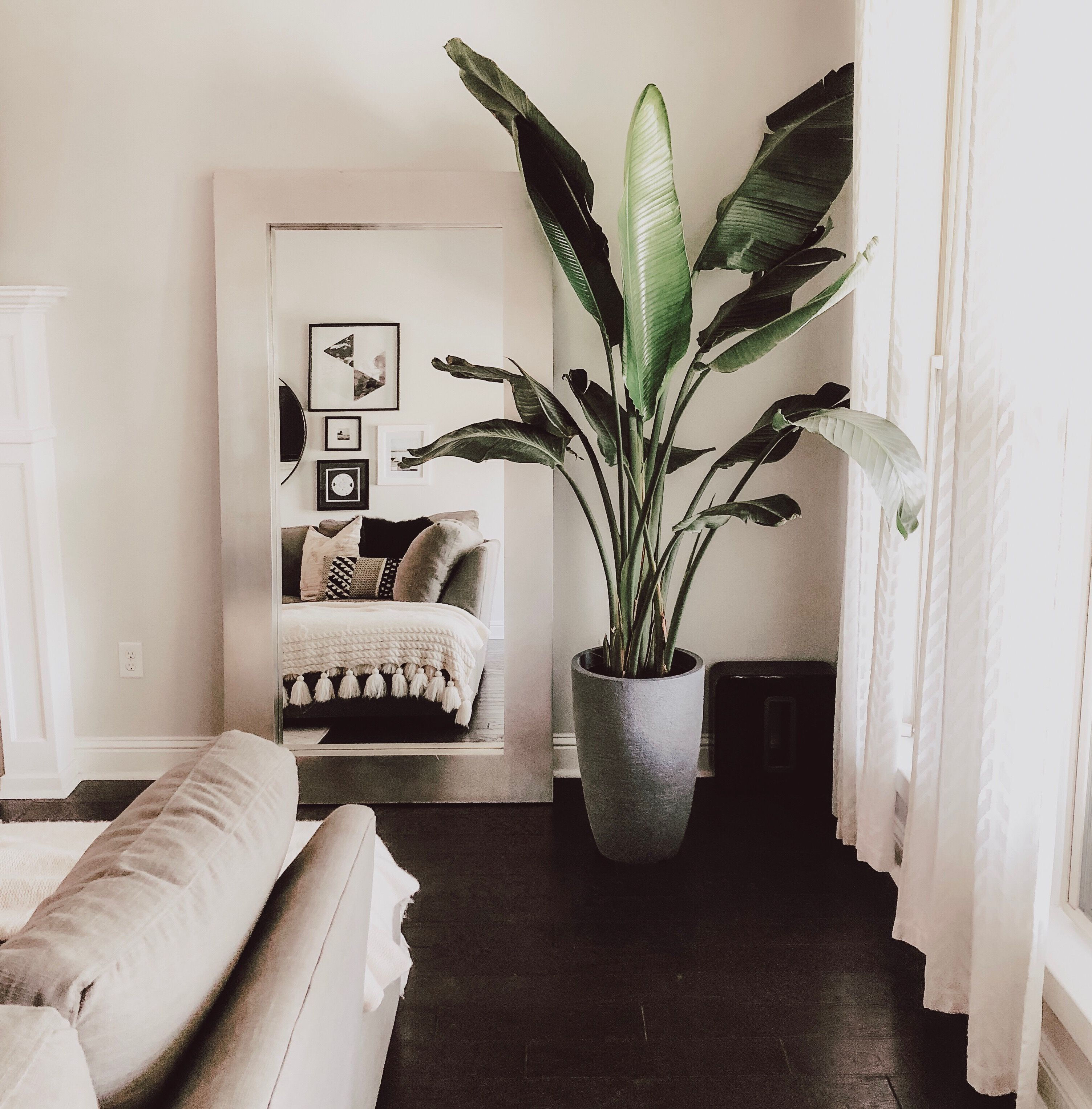 Wallpaper #b5610 30 Pretty House Plants Ideas for Living Room Decoration Living Room