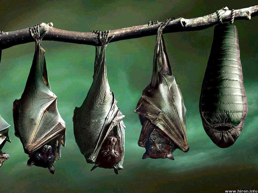 Wallpaper #2mdTDJMBSpphPi3-nt1P371 Bats Beautiful Wallpapers Bats Wallpaper Hanging Upside Down