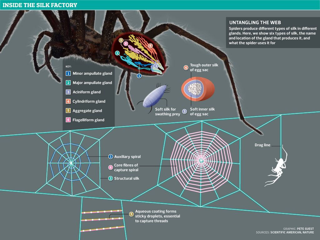 Wallpaper #KUDBMZMBJhL2WPbaNsh6347 Untangling the Web How Spiders Use Their Silk Spider Spider Silk