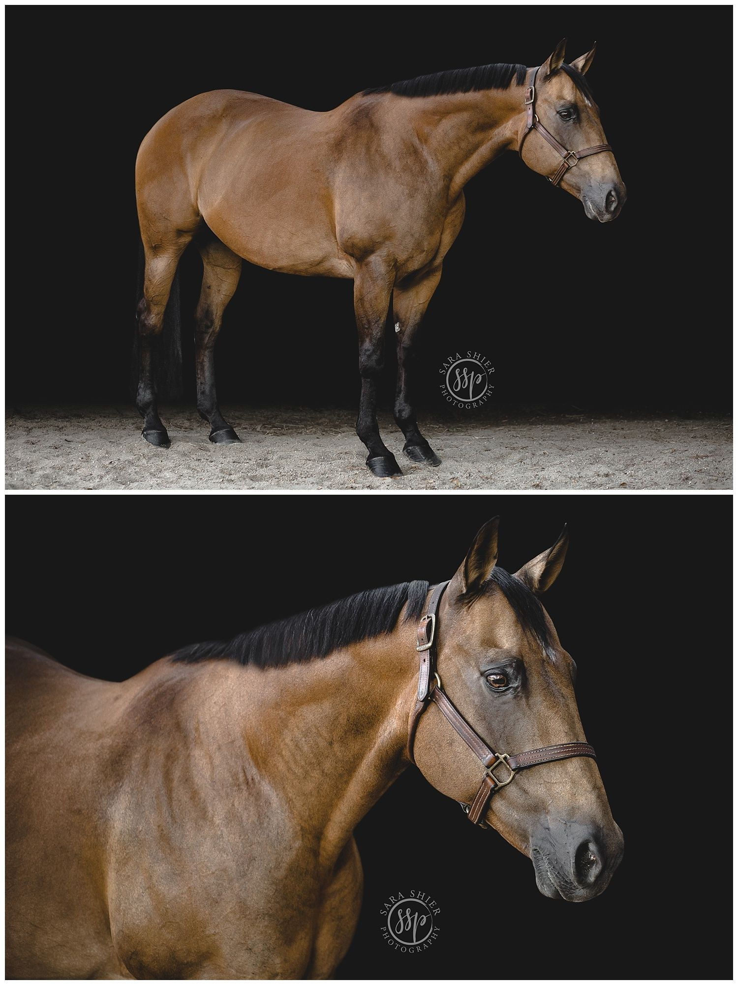Wallpaper #CR2YLJMBlOZrFDOk0ssm57 Black Background Equine Horse Portraits Sara Shier Photography Equine