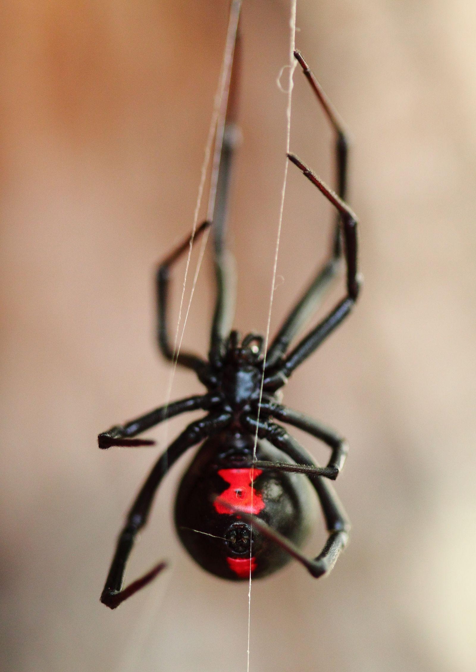 Wallpaper #82dGAZMBSpphPi3-KqlJ72 11 of the Most Dangerous Bugs Out There This Summer Black Widow