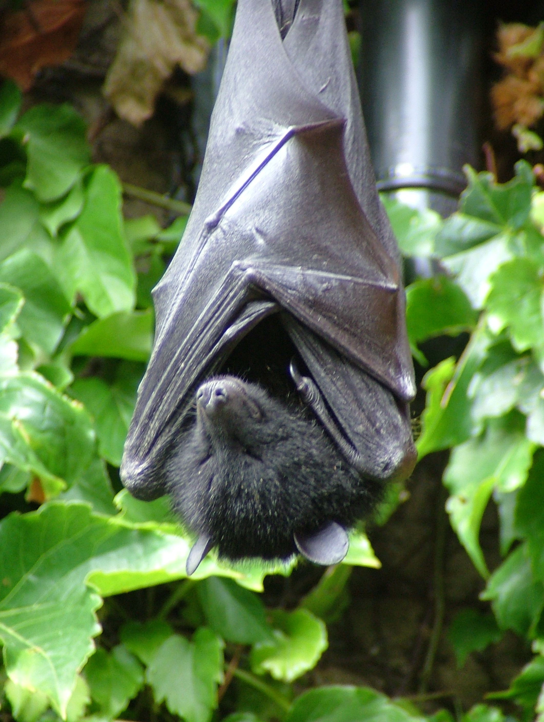 Wallpaper #2mdTDJMBSpphPi3-nt1P455 Fruit Bat Animals Bat Animal