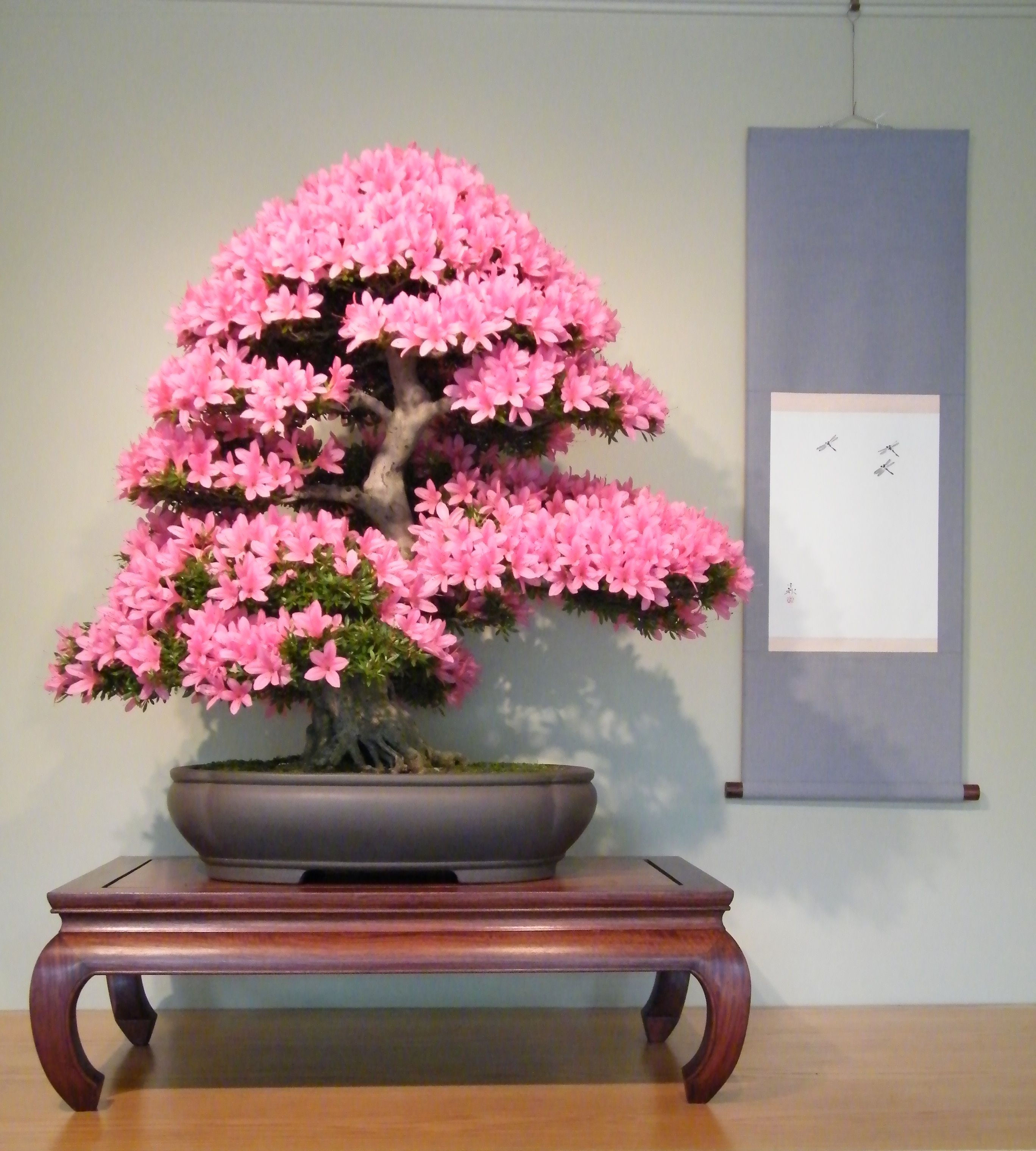 Wallpaper #d8e0c Satsuki Azalea Bonsai Trees Buy Online Greenwood Bonsai Studio