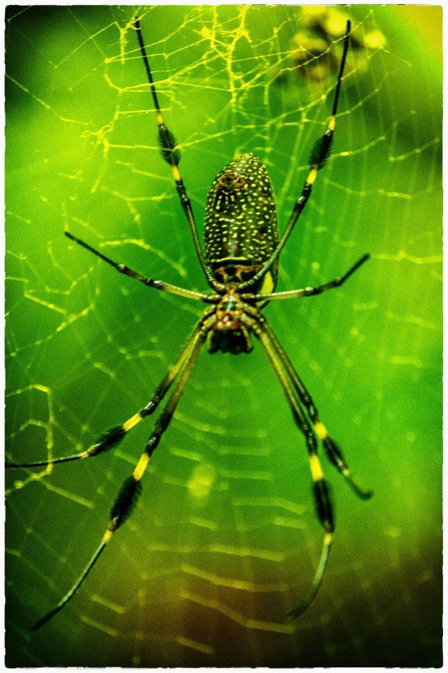 Wallpaper #QLiK25IBJvJKYCmEA_eo70 Its a Spider Spider Pictures Cool Pictures Arachnids Spiders