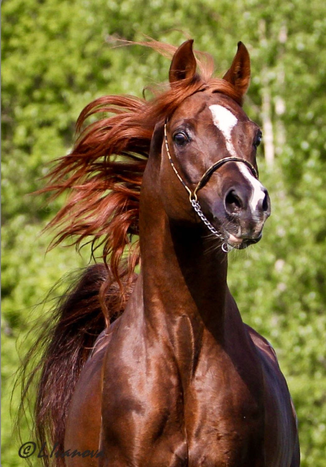 Wallpaper #-x2ULJMBlOZrFDOkz8qk174 Chestnut Arabian Horse Wallpaper