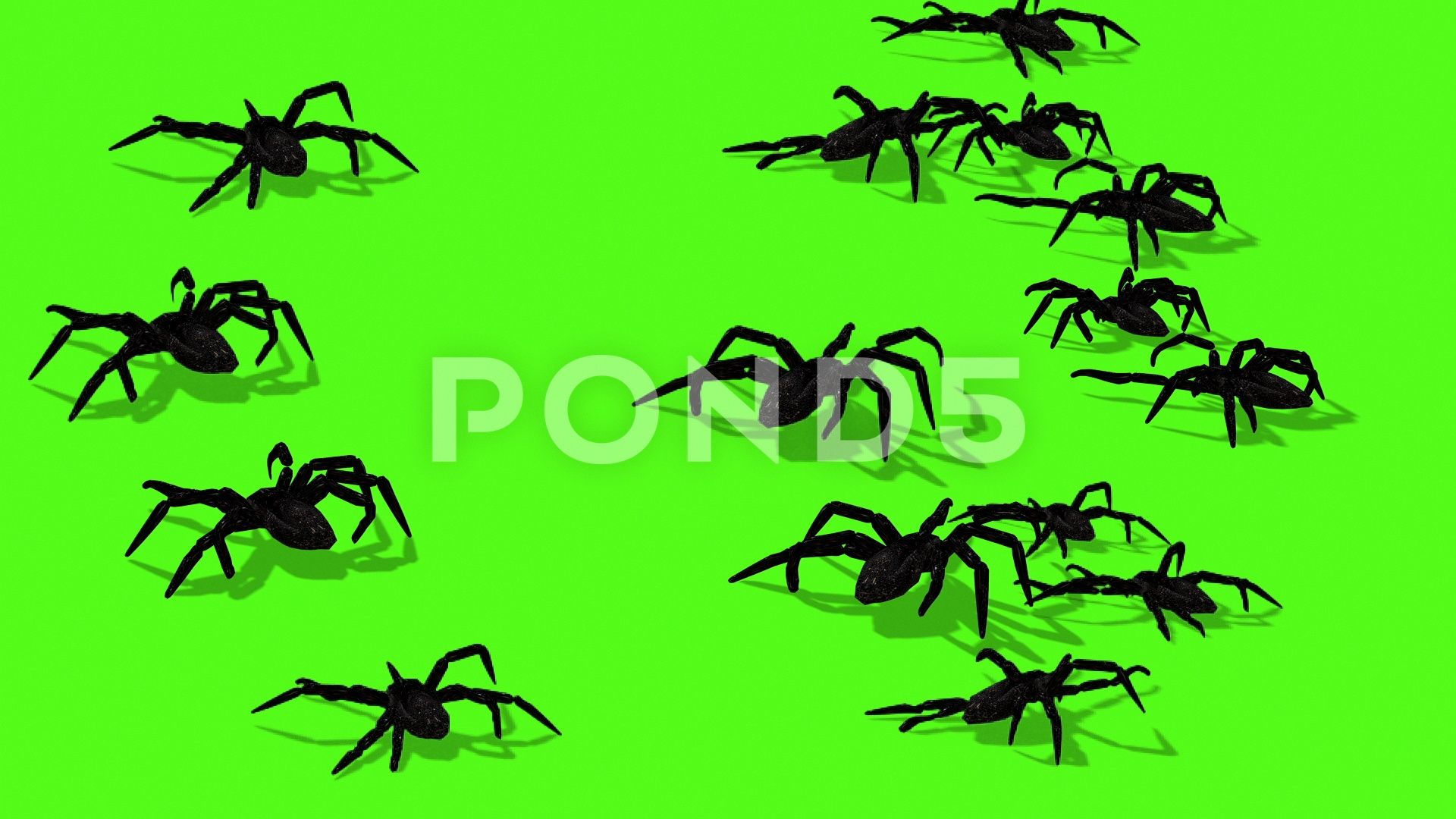 Wallpaper #HxkOE48BtGB6xQ78w2Wm18 Animation of Spiders on Green Screen Creepy Crawling Stock Footage Ad