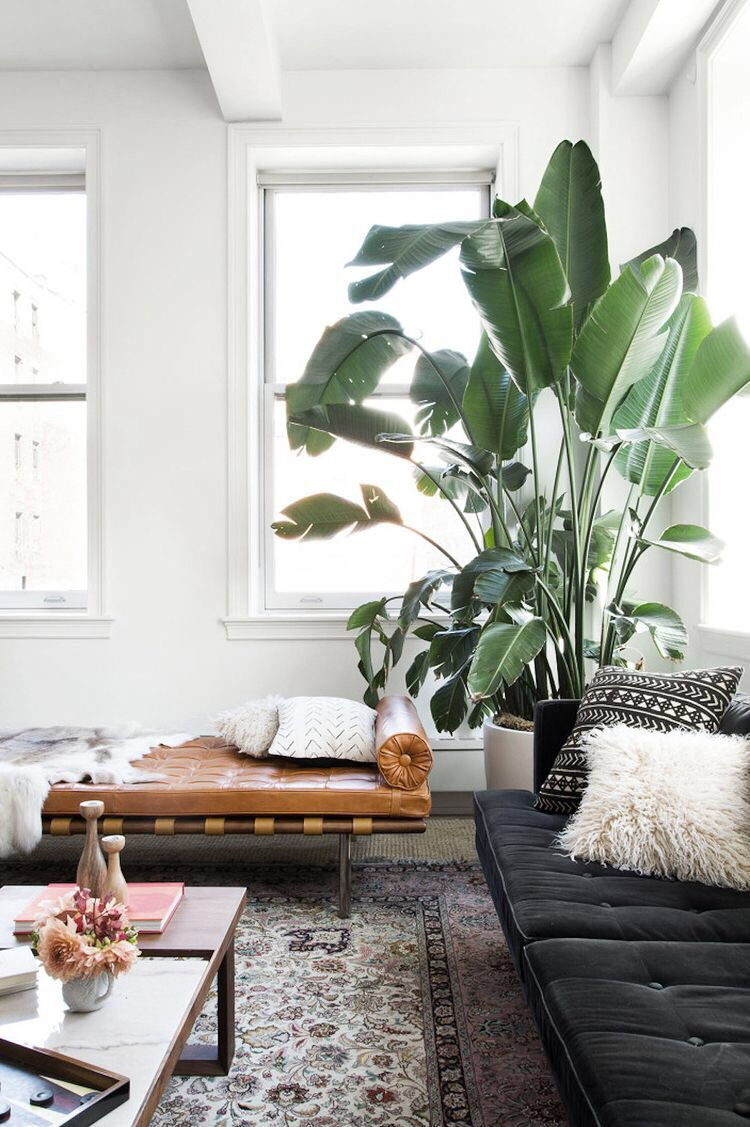 Wallpaper #b5610 30 Pretty House Plants Ideas for Living Room Decoration Living Room