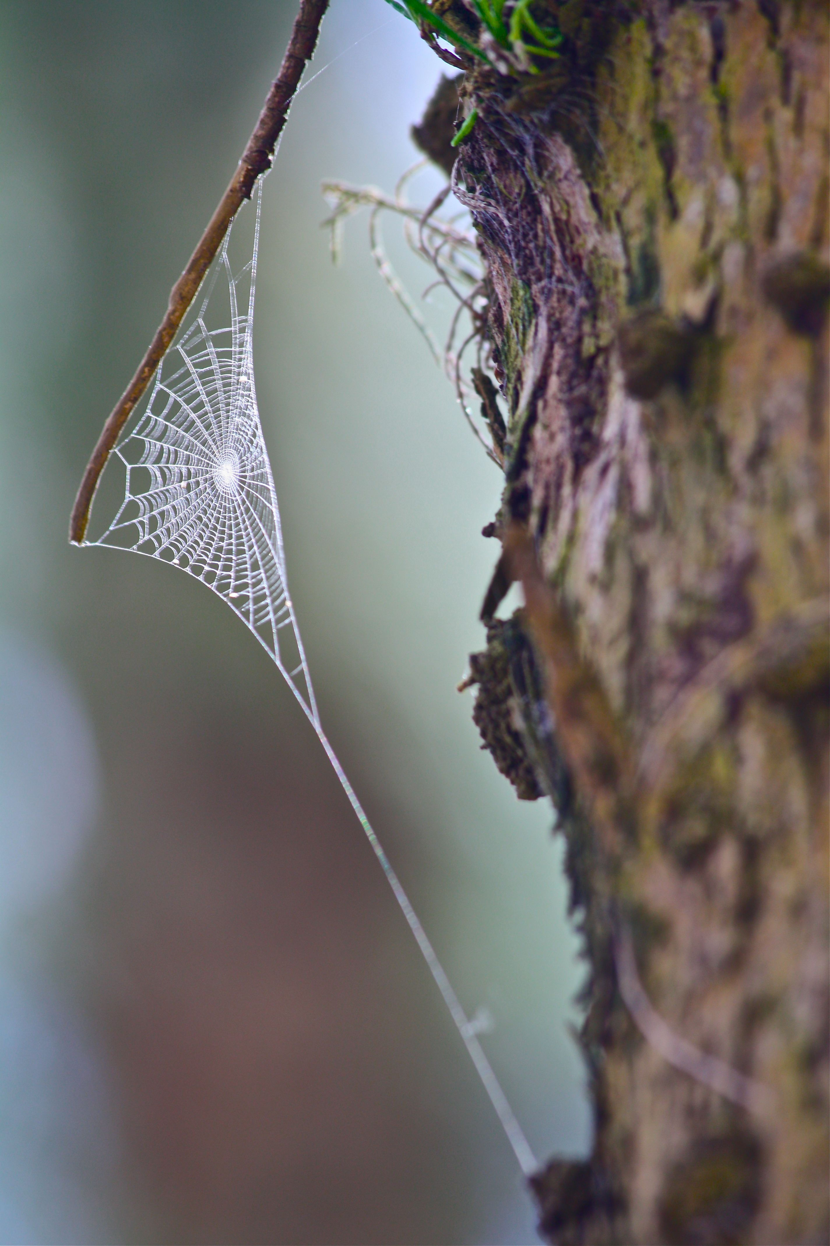 Wallpaper #mWf1-JIBSpphPi3-LItN285 Spider Silk Spider Art Spider Webs Nature Beauty Nature Art