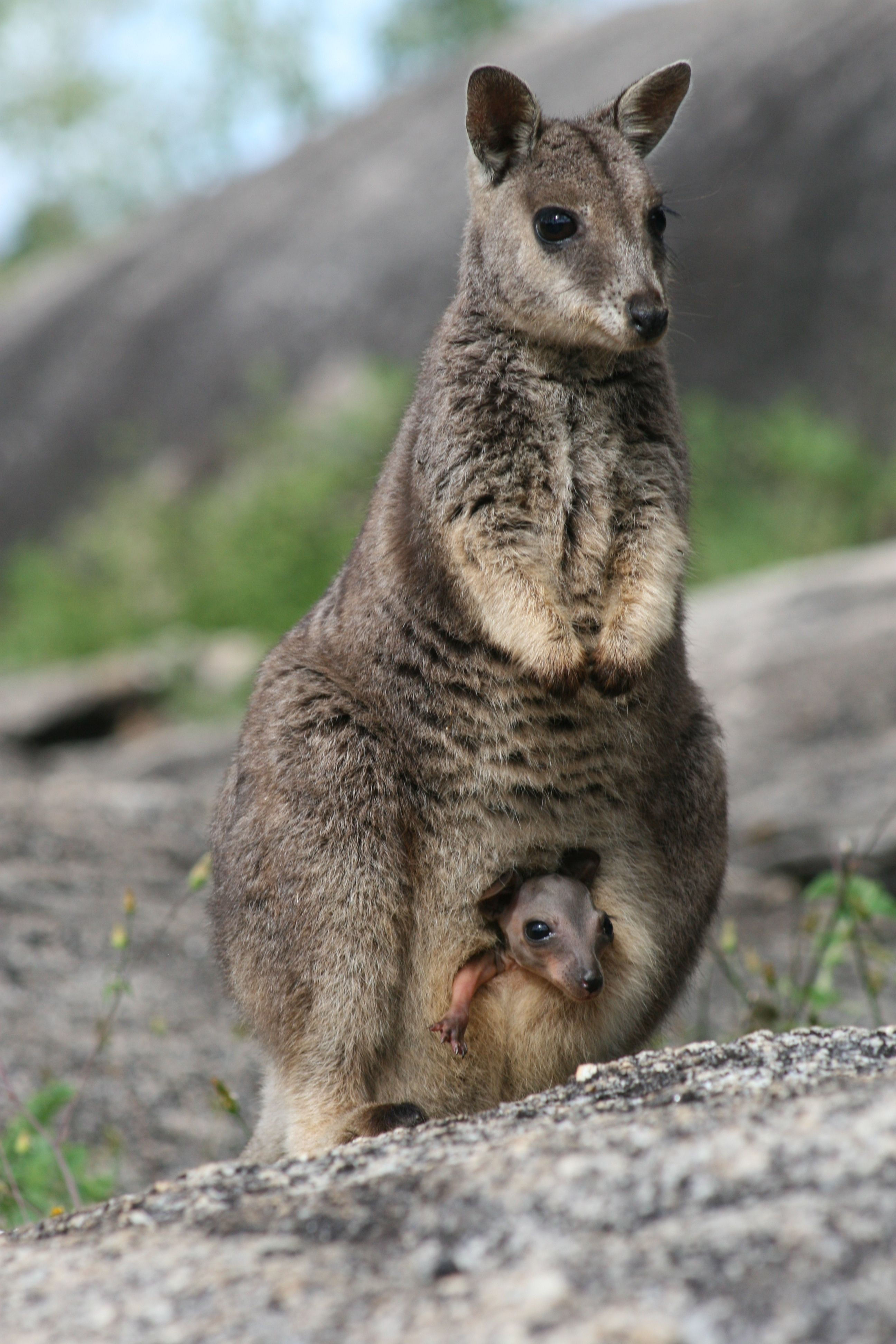 Wallpaper #sXf8J5MB-pgBXx60hKh286 Rainforest Australia Animals Cute Animals World