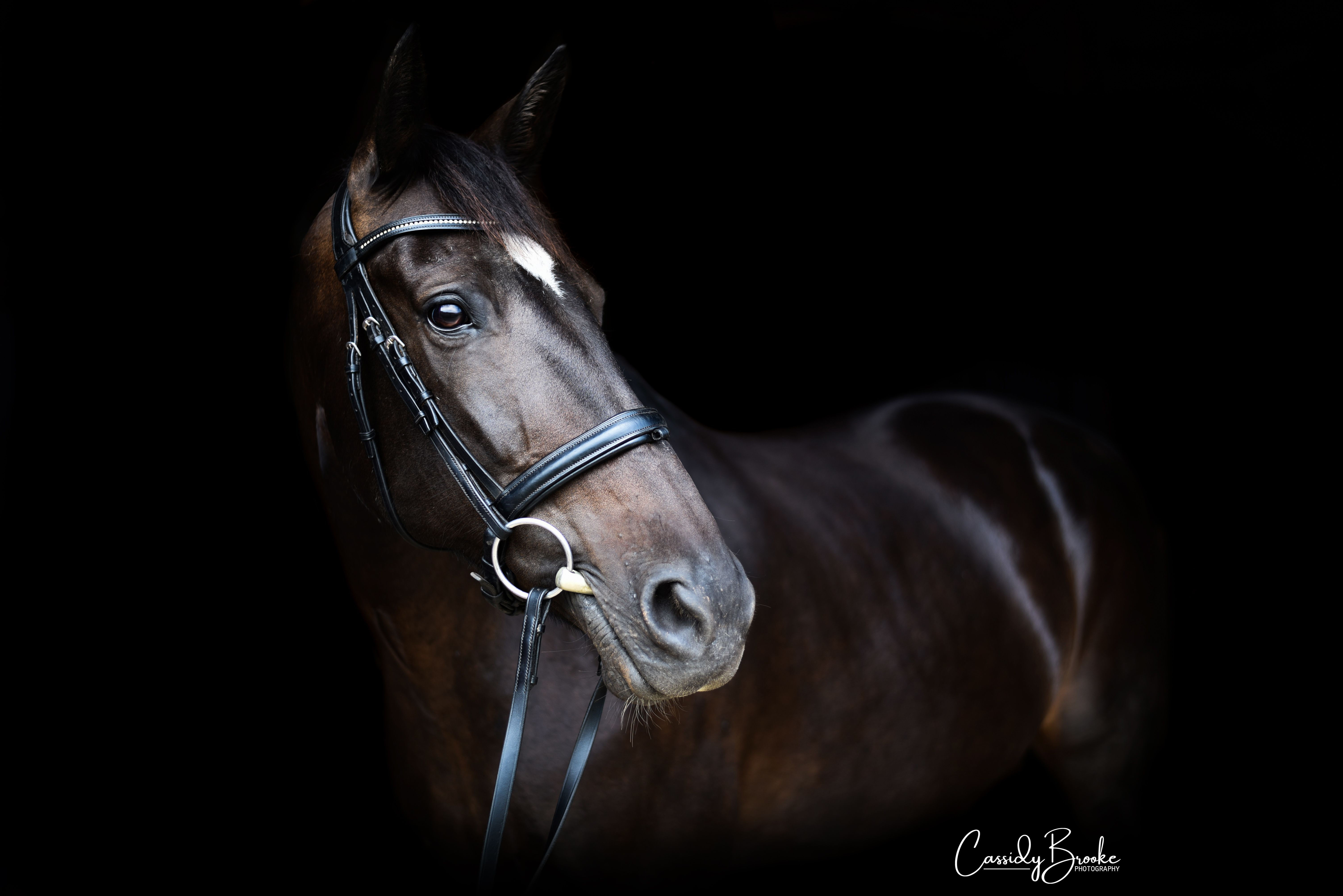 Wallpaper #bWfaEpMBSpphPi3-4_0h103 Equine Photography Black Horse Horse Photography Poses Equine