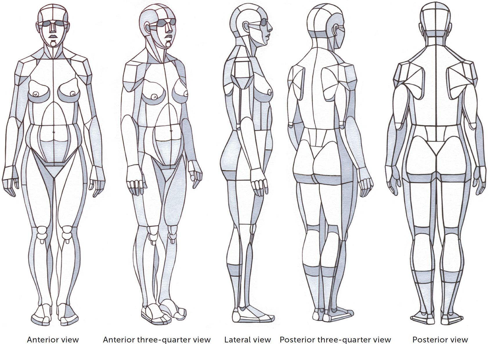 Wallpaper #WWdkEpMBSpphPi3-tvsO147 Anatomy for Artists a Visual Guide Hallie Stinnett