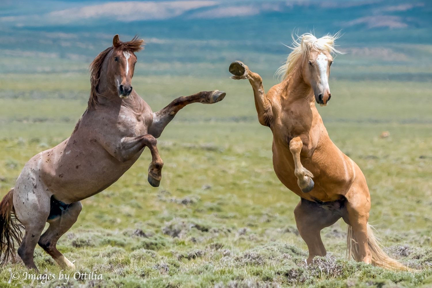 Wallpaper #6hplT5MB1yWOL4qgt37b263 Images by Ottilia Wild Mustangs Horses Animals Animales Animaux