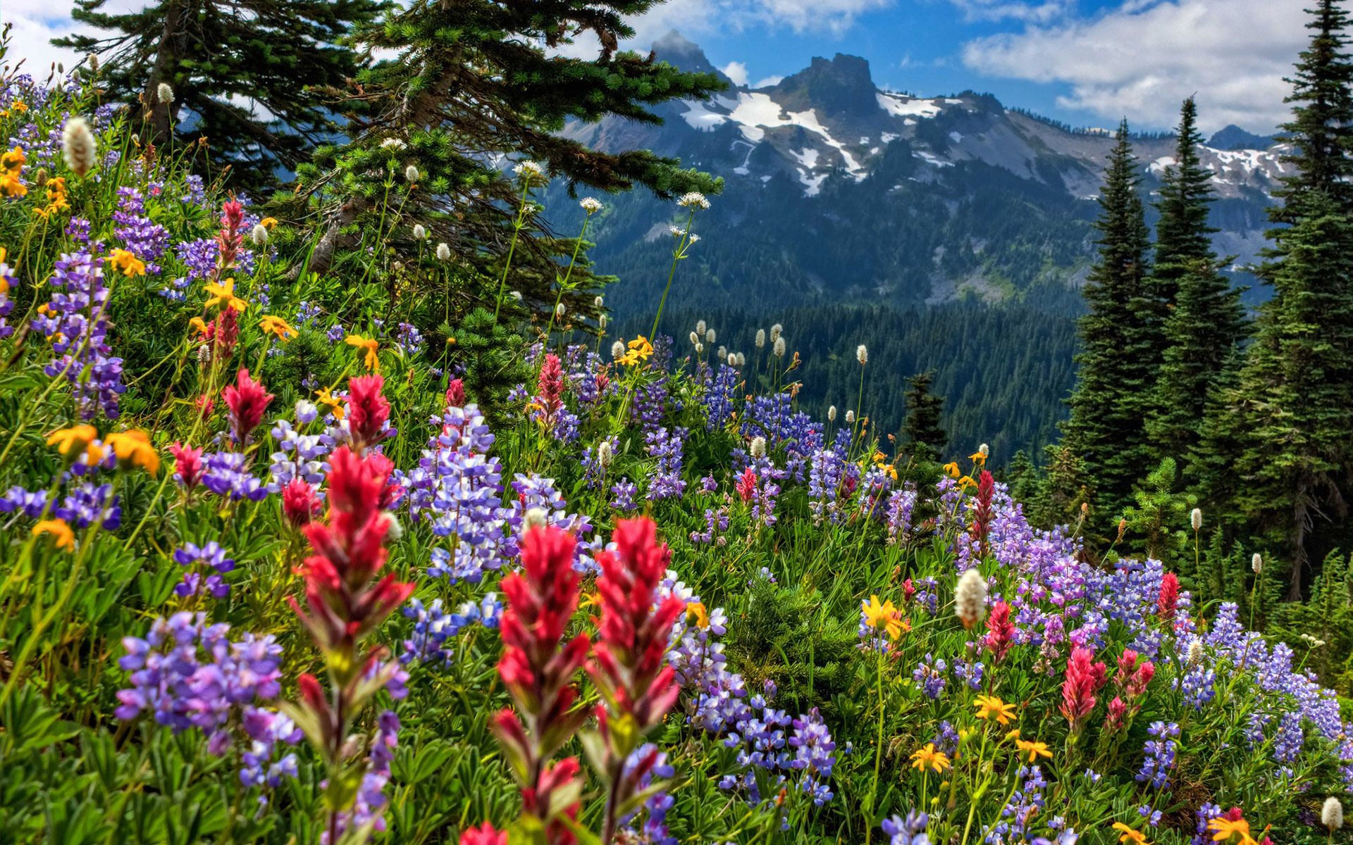 Wallpaper #wWhUIpMBSpphPi3--DK1278 Wildflowers on the Mountainside What a Beautiful View Kir