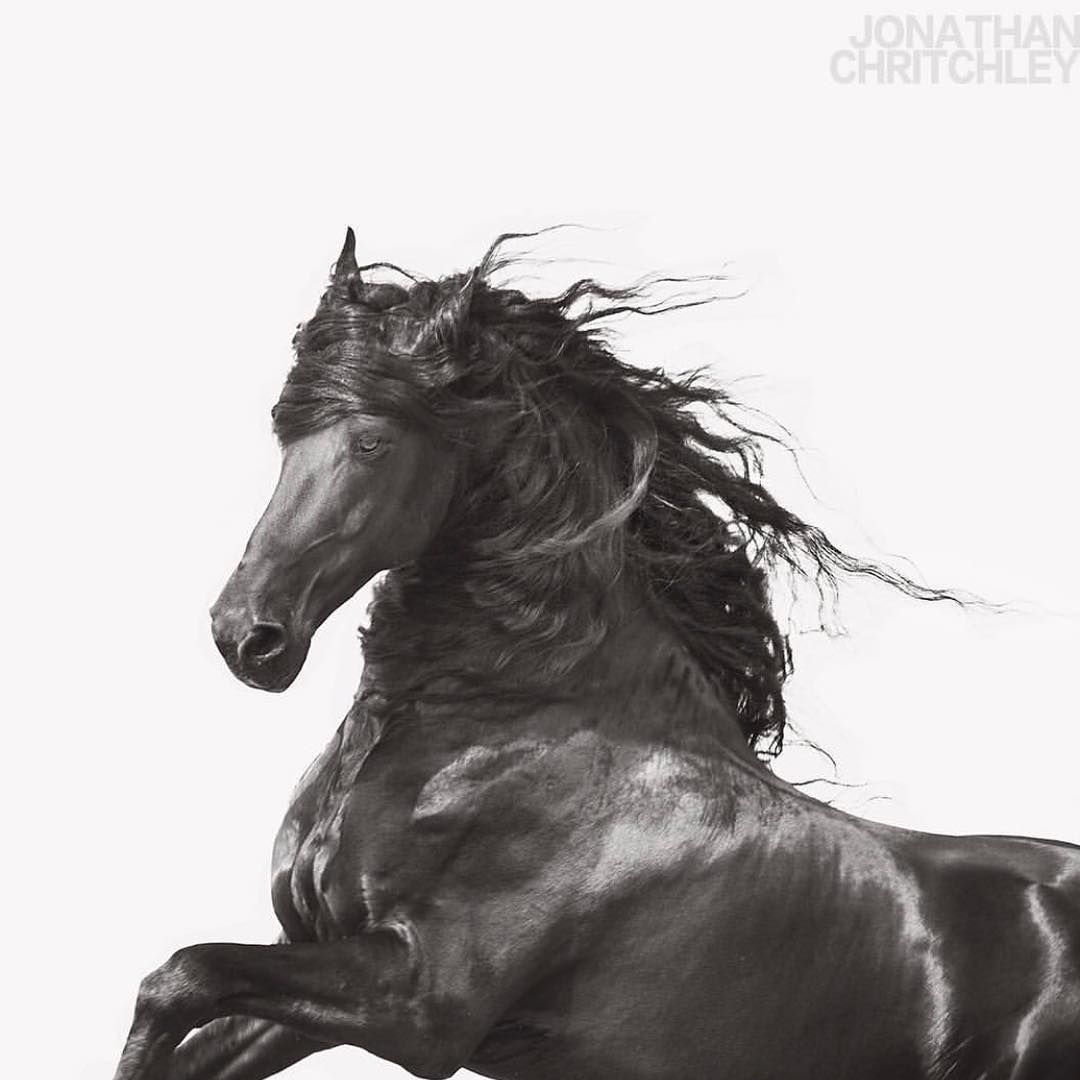 Wallpaper #CR2YLJMBlOZrFDOk0ssm53 Dark Horse Xi I Just Printed This Photograph 150cm Square for a Client