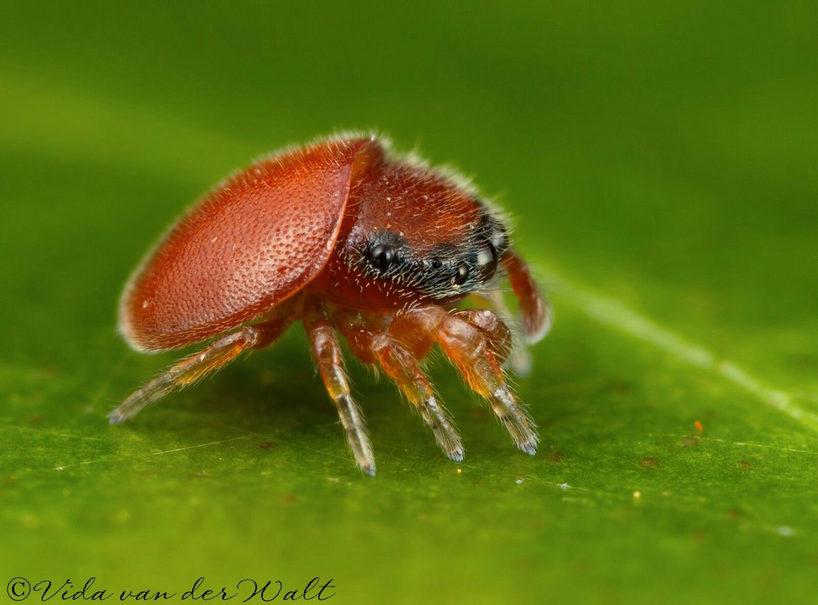 Wallpaper #wWeM-5IBSpphPi3-WJSY39 A Red Insect Sitting on Top of a Green Leaf