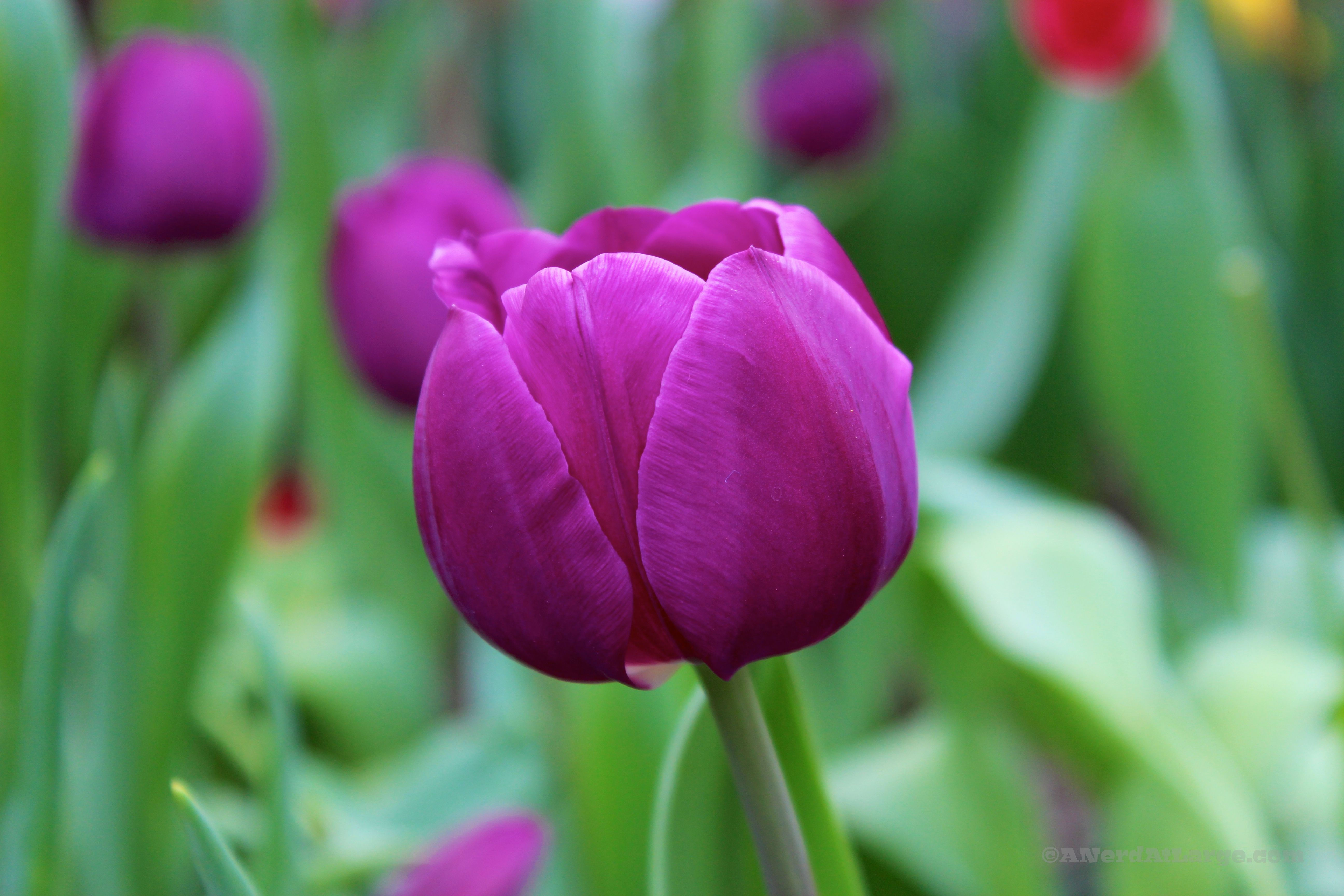 Wallpaper #0f480 Tulips Golden Varietie Stock Image Image of Grass 19338473