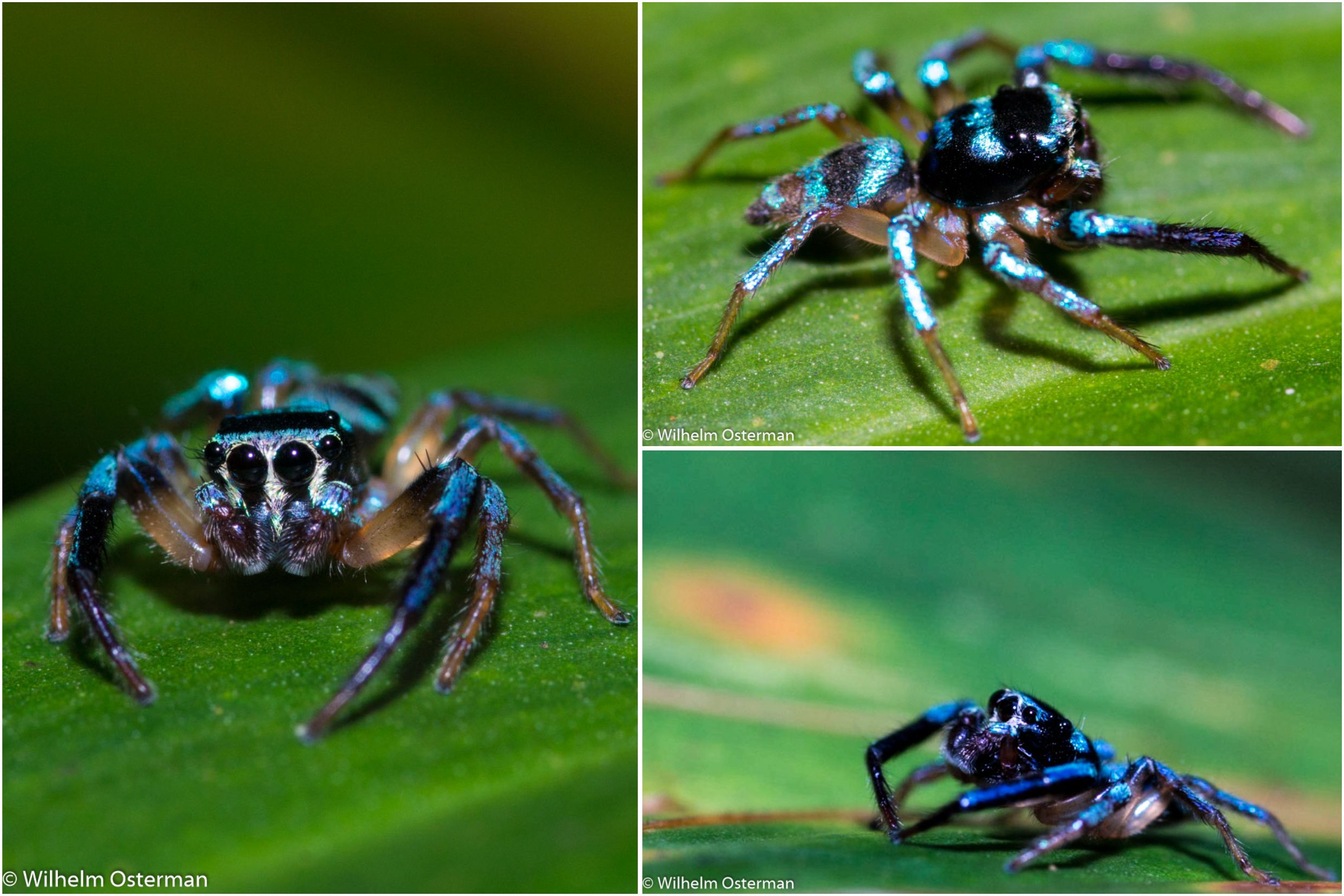 Wallpaper #wmfS65IBSpphPi3-9k4K51 Metal Blue Spider Jumping Spider Spider Blue