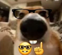 Wallpaper #nLgf2JIBJvJKYCmEN-Zo374 Funny Dog Meme
