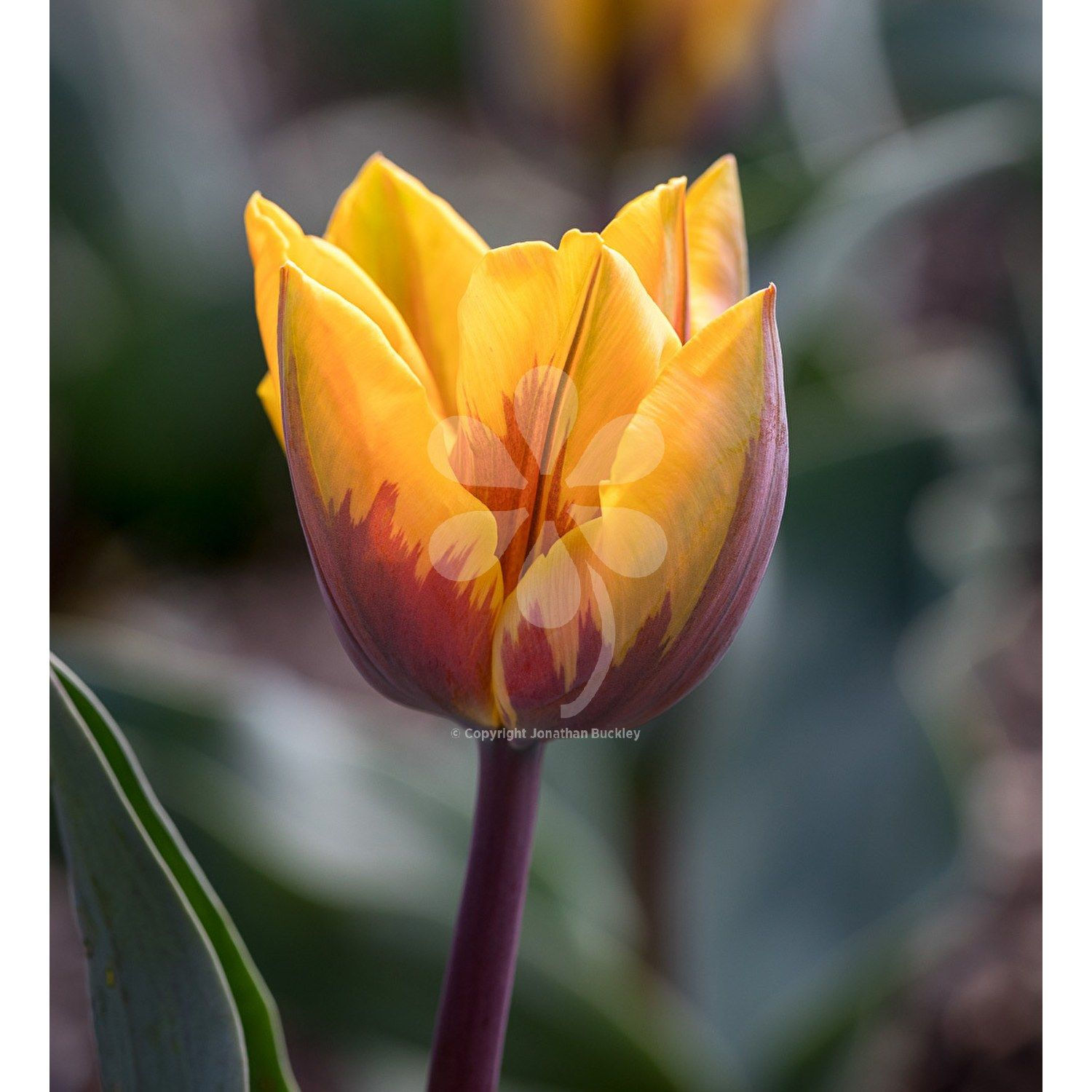 Wallpaper #0f480 Tulips Golden Varietie Stock Image Image of Grass 19338473