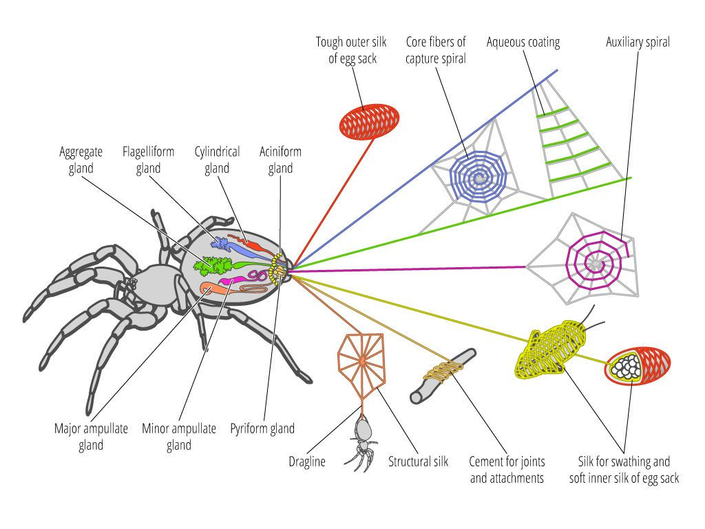 Wallpaper #9FiONJMBzN9vxX34-Dwl276 Pin on Spider Webs Proteins Spider Silk