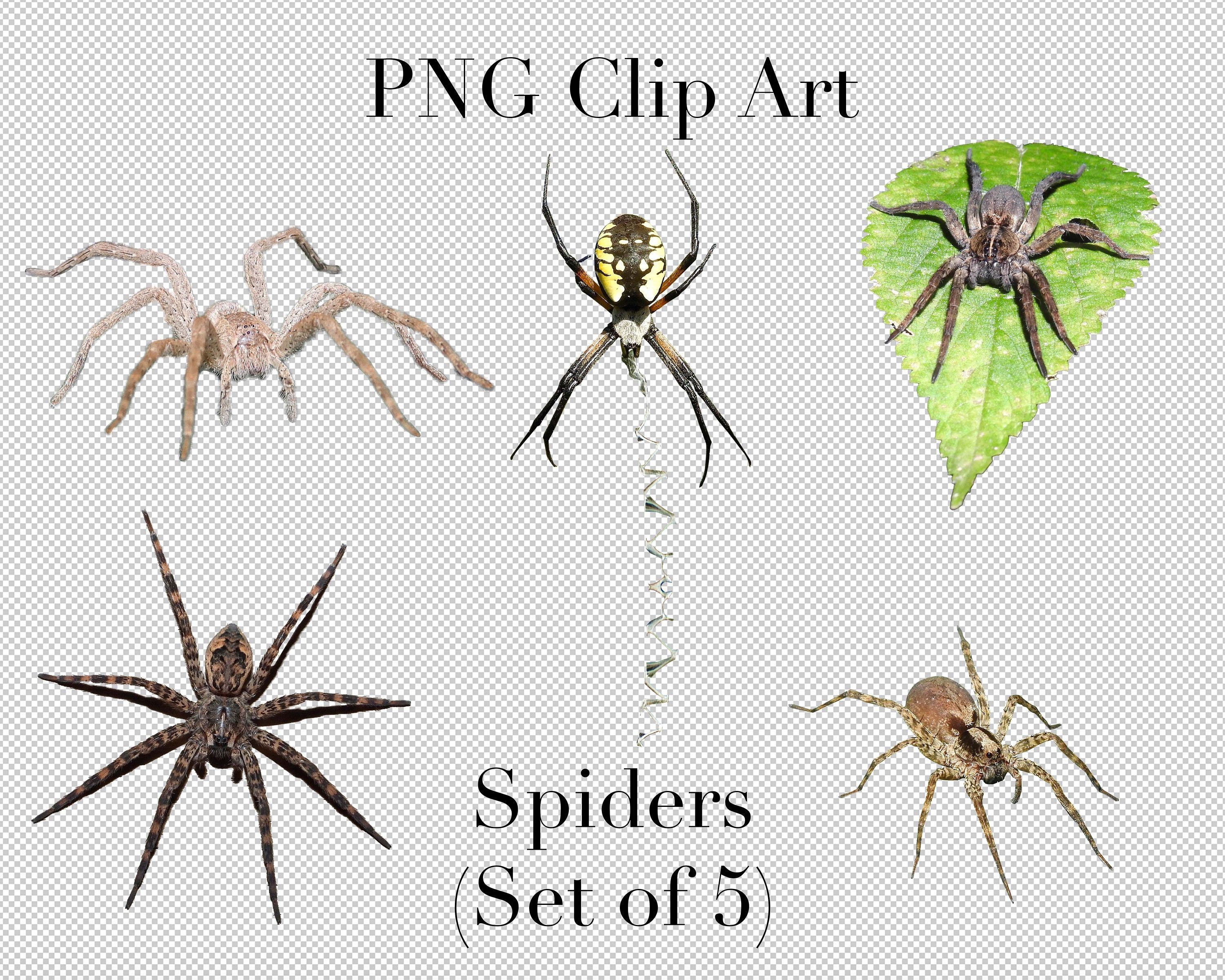 Wallpaper #k_RZOpMBKFX8bn3rE3j0195 Creepy Crawly Spiders Clip Art Set of 5 Png Clipart with Transparent