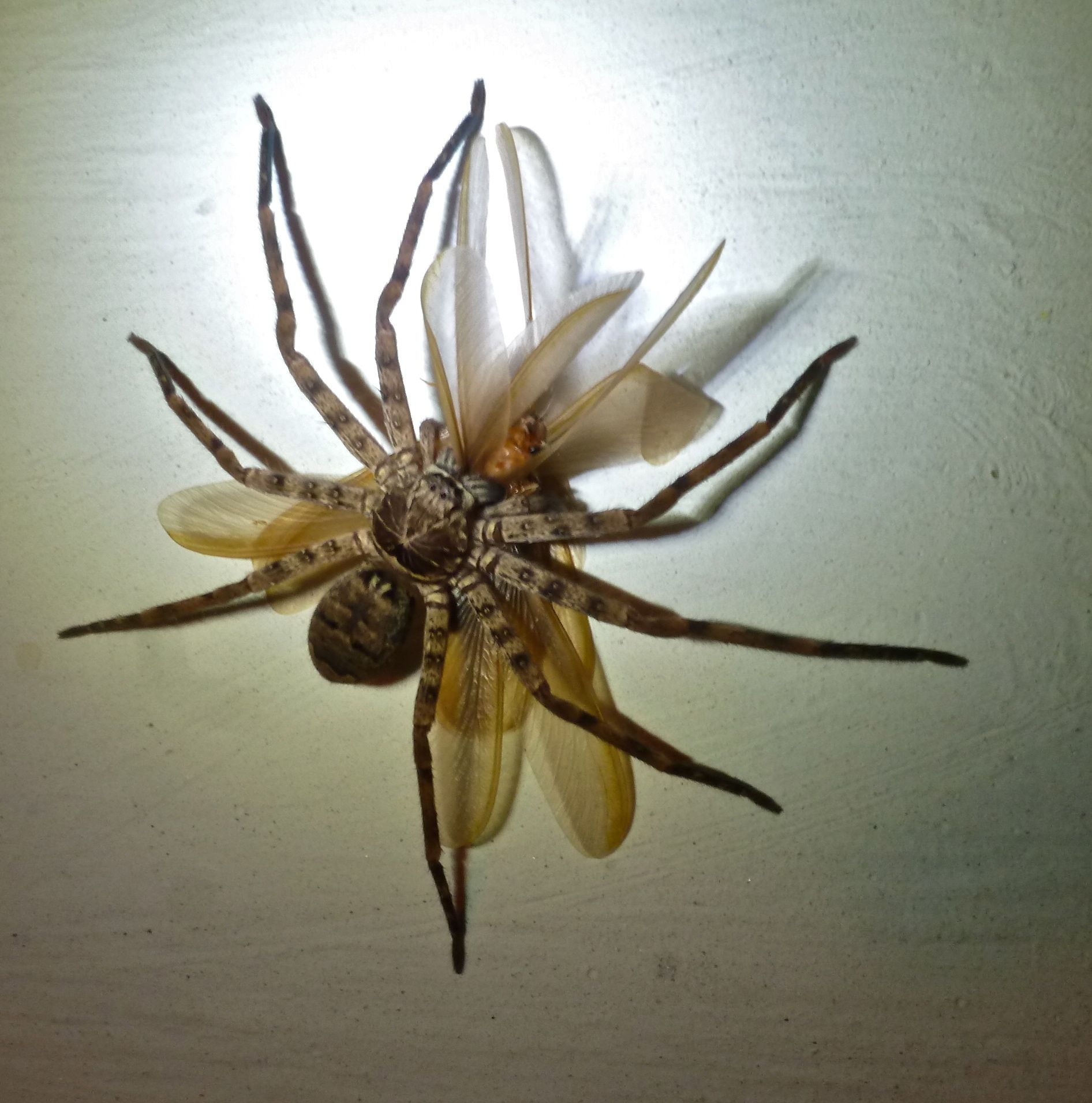 Wallpaper #zqkWiJcBxbDgA0Rl1O5S182 The Australian Giant Huntsman Spider Trying to Get Din Din Giant