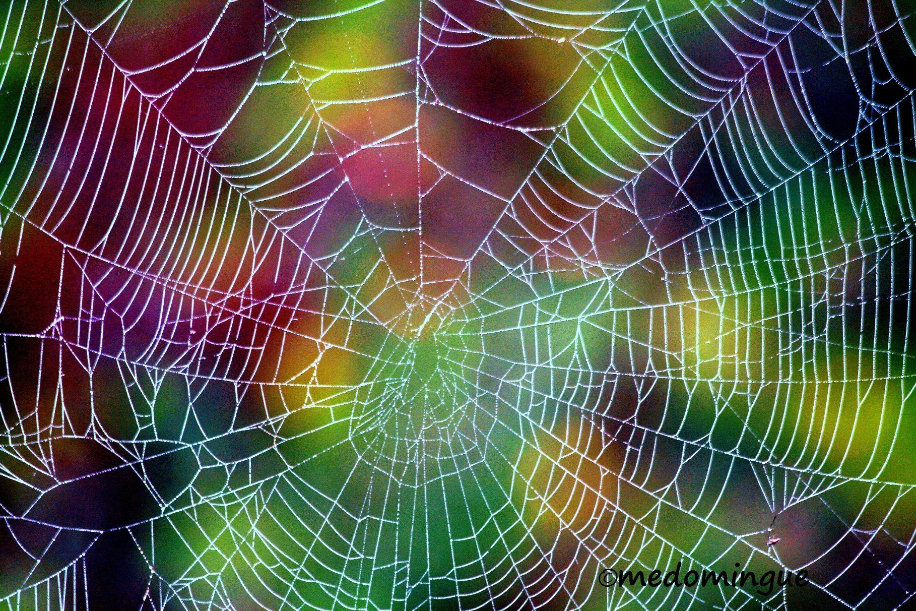 Wallpaper #F2jUHpMBSpphPi3-Fion68 Spiderweb by Me Domingue Neon Rainbow Rainbow Colours Spider Net