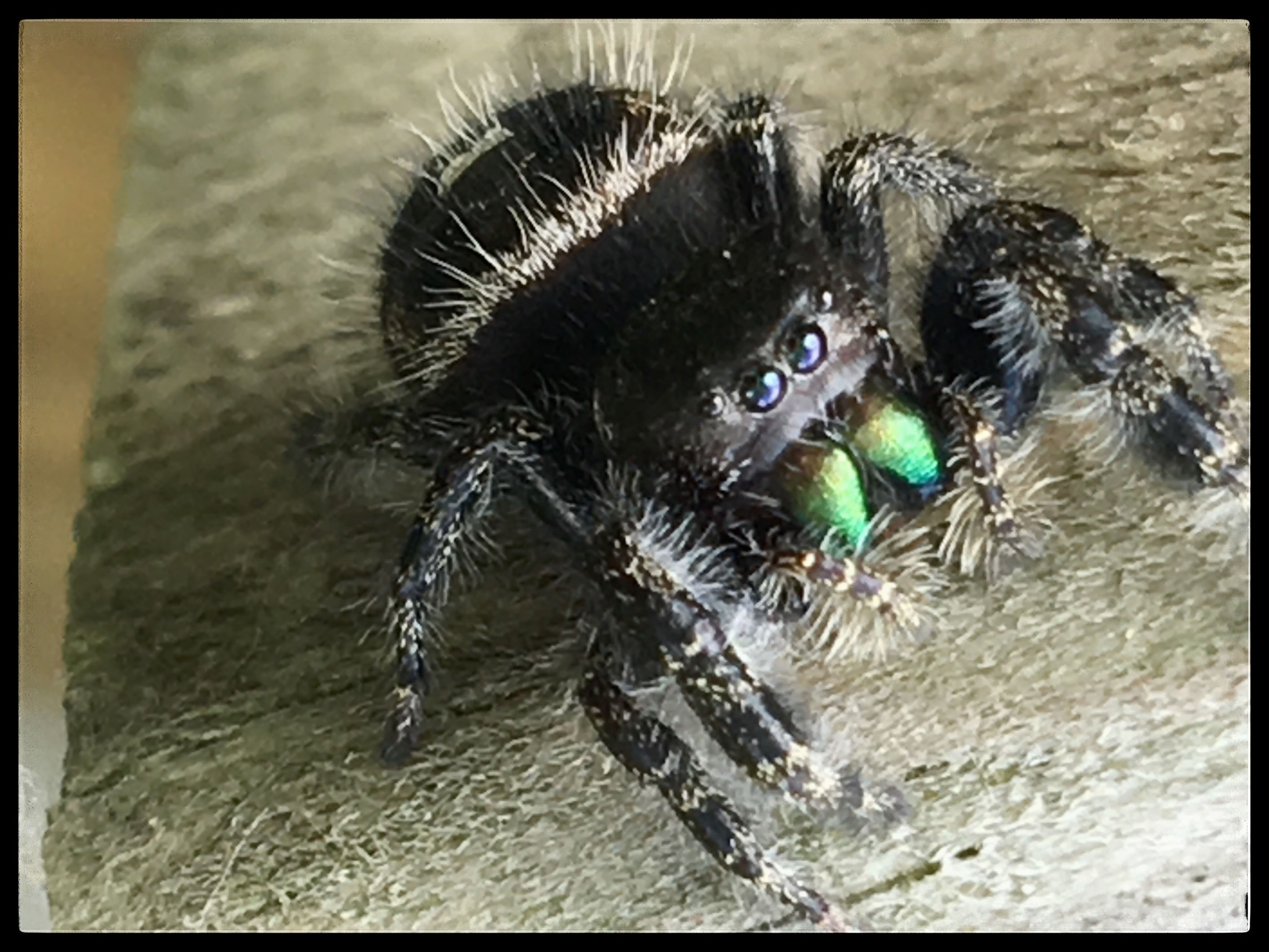 Wallpaper #e2dv9JIBSpphPi3-JXru181 Daring Jumping Spider Jumping Spider Wax Strips Spider