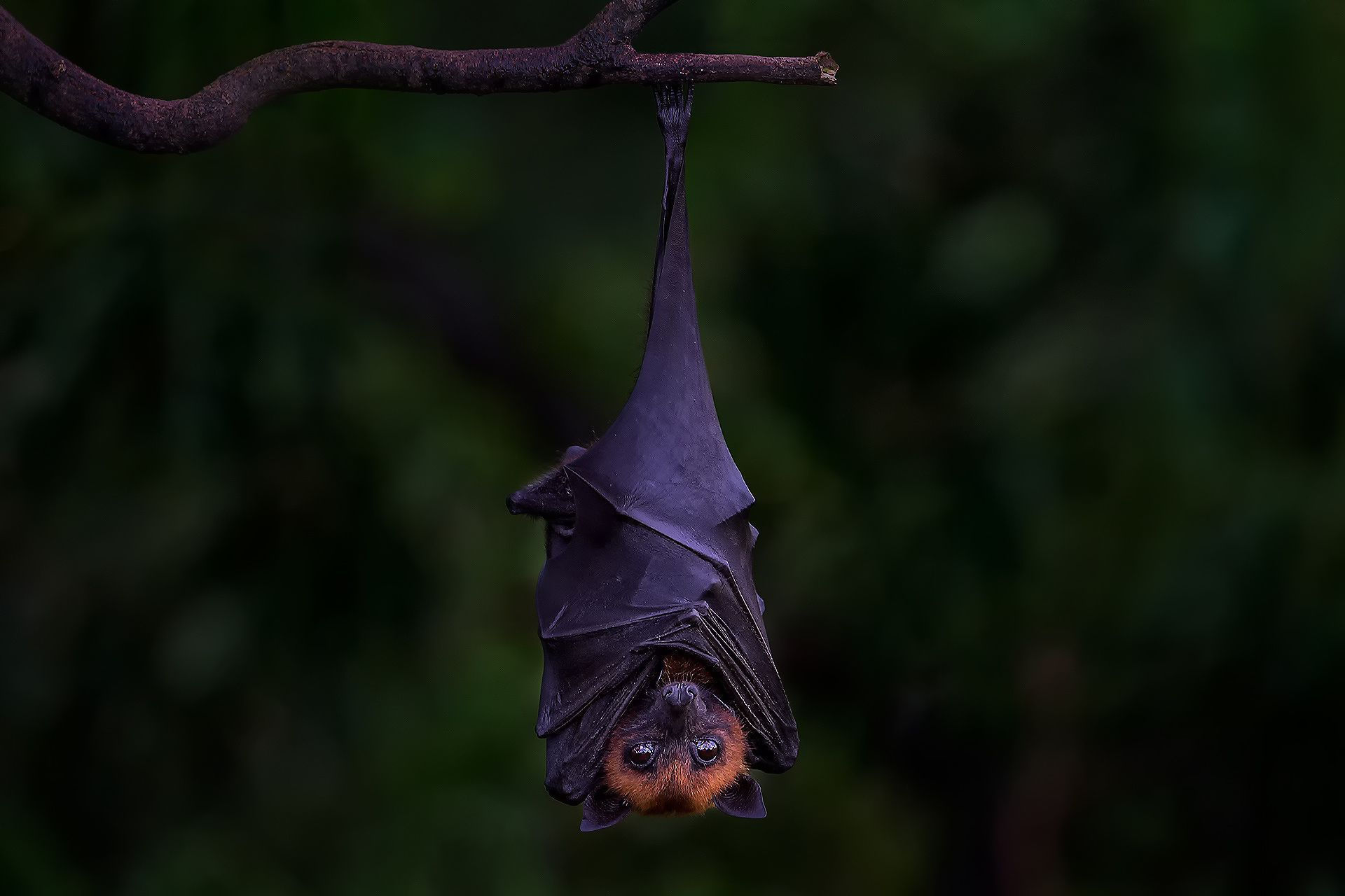 Wallpaper #2mdTDJMBSpphPi3-nt1P150 39 Randoms Pics and Memes to Scrub Your Brain Bat Hanging Upside Down